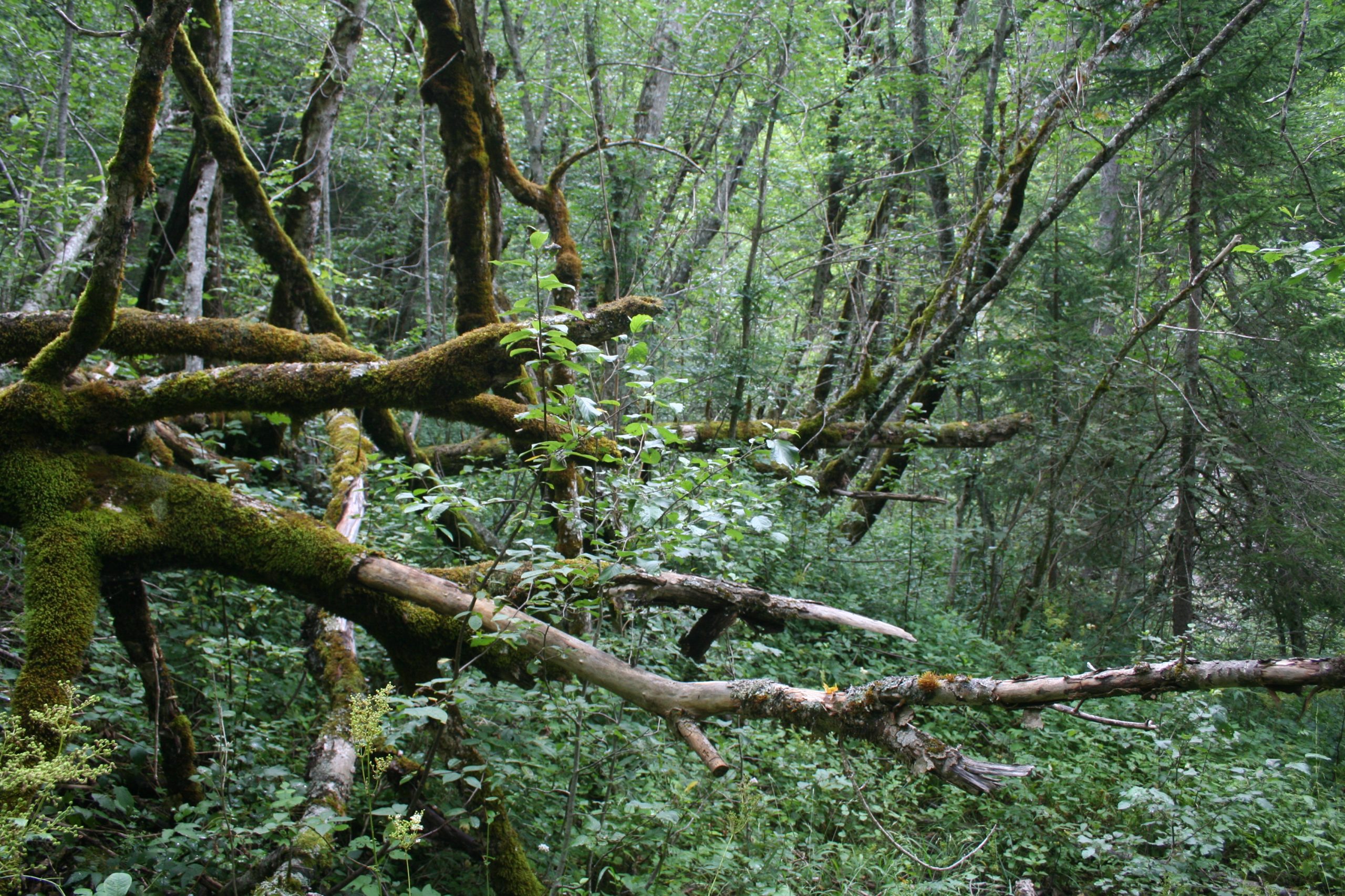 Forêt humide, réserve Es Parchets. AP 2017