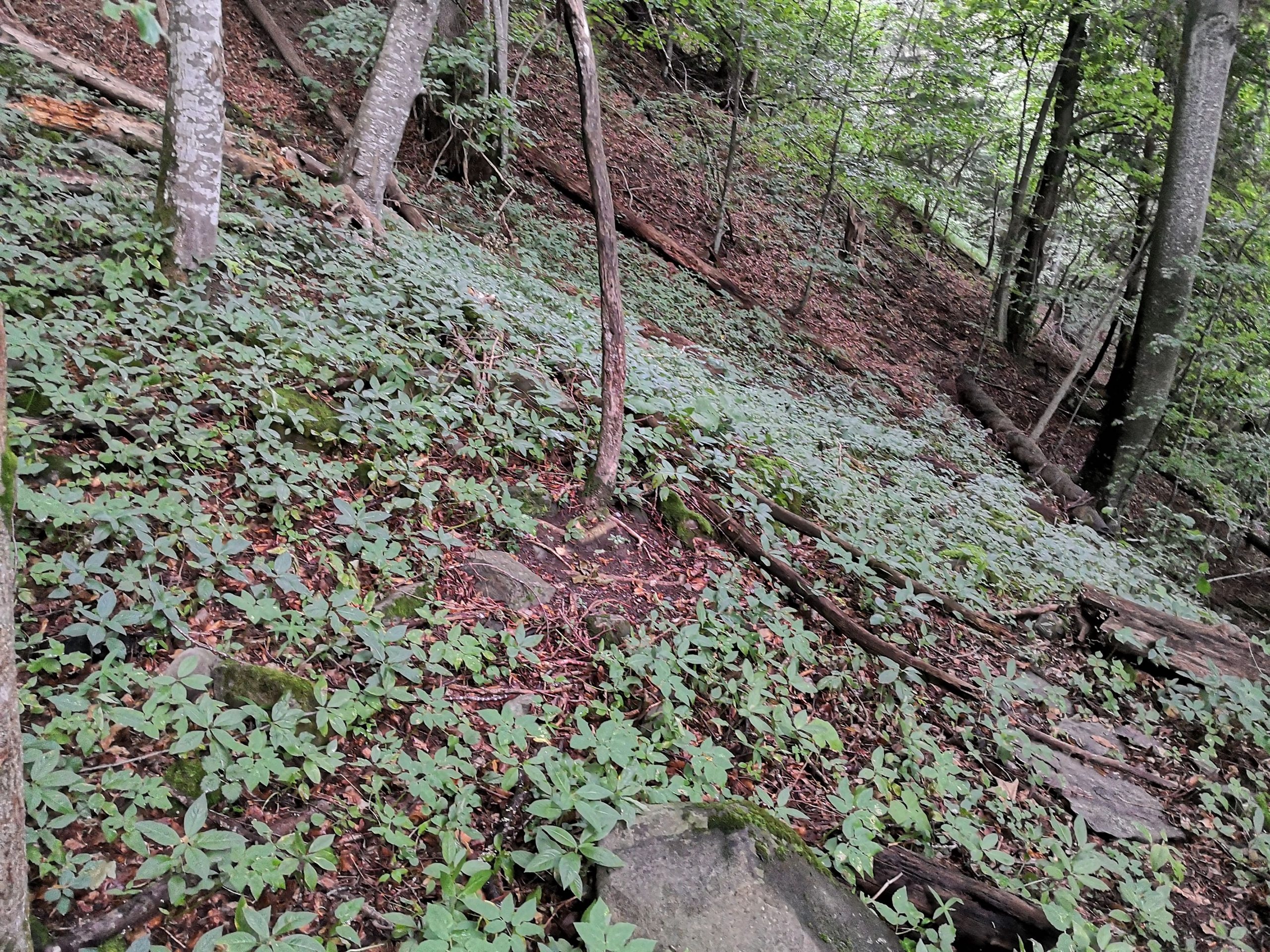 Hêtraie à dentaire avec Epaire des forêts / Hêtraie à Tilleul. AP 2020