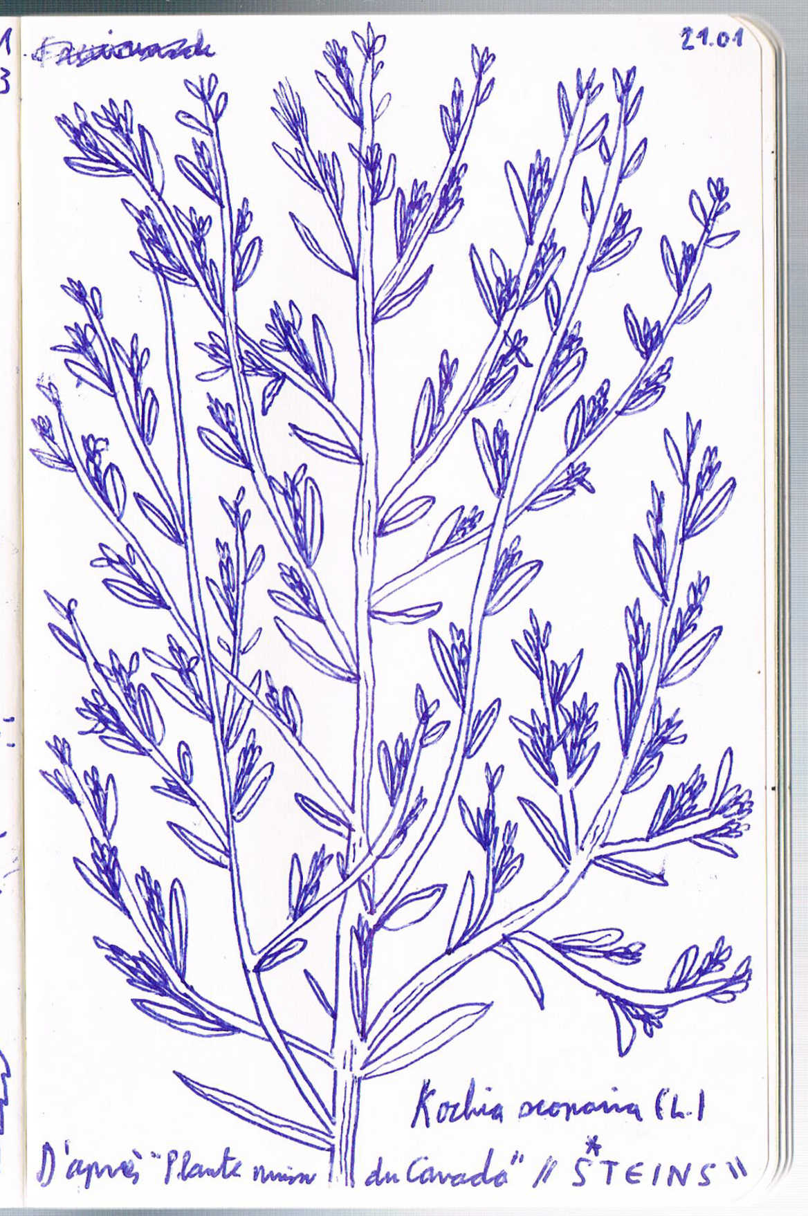 Kochia scoparia. AP 2018