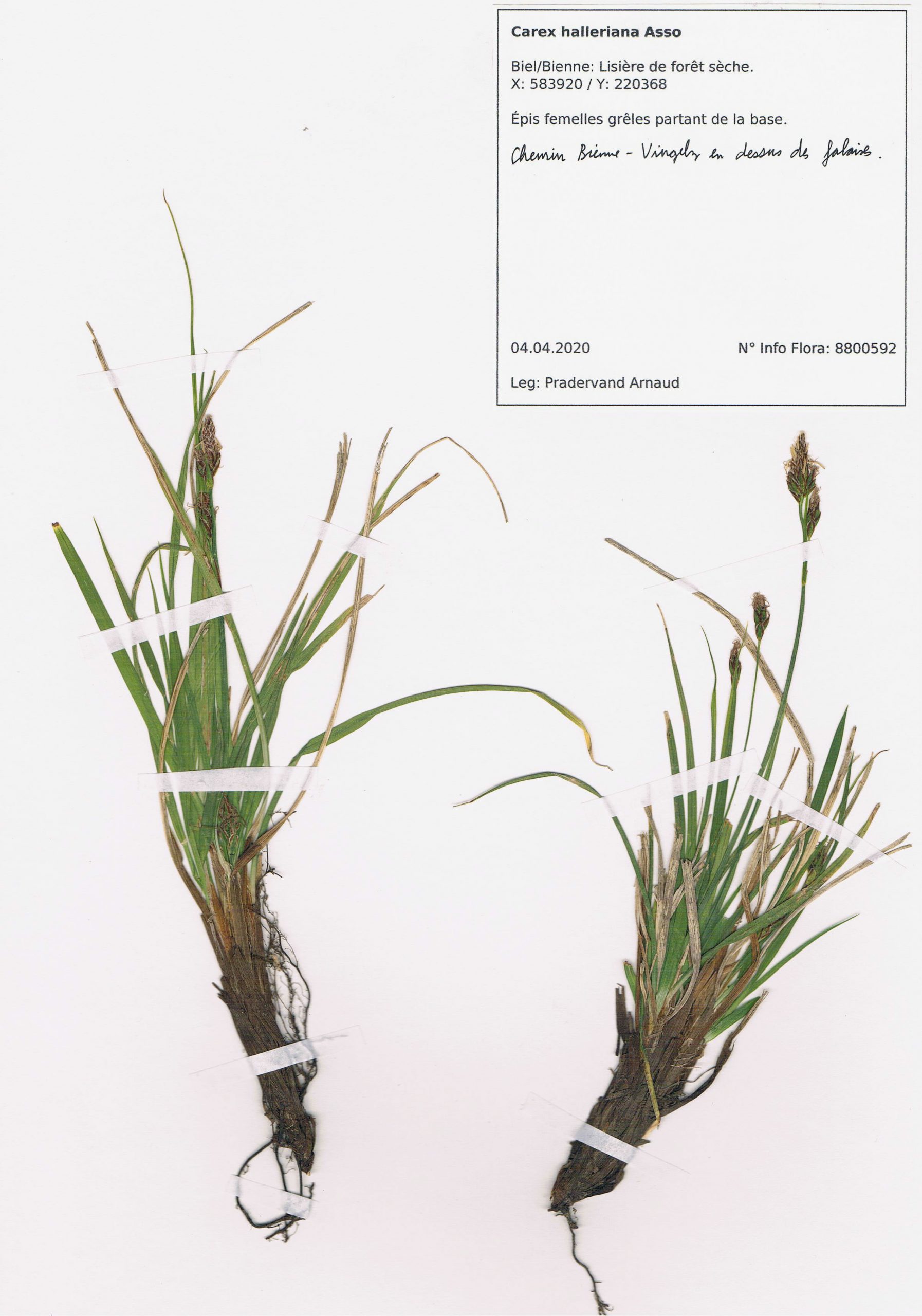 Carex halleriana, herbier. AP 2020