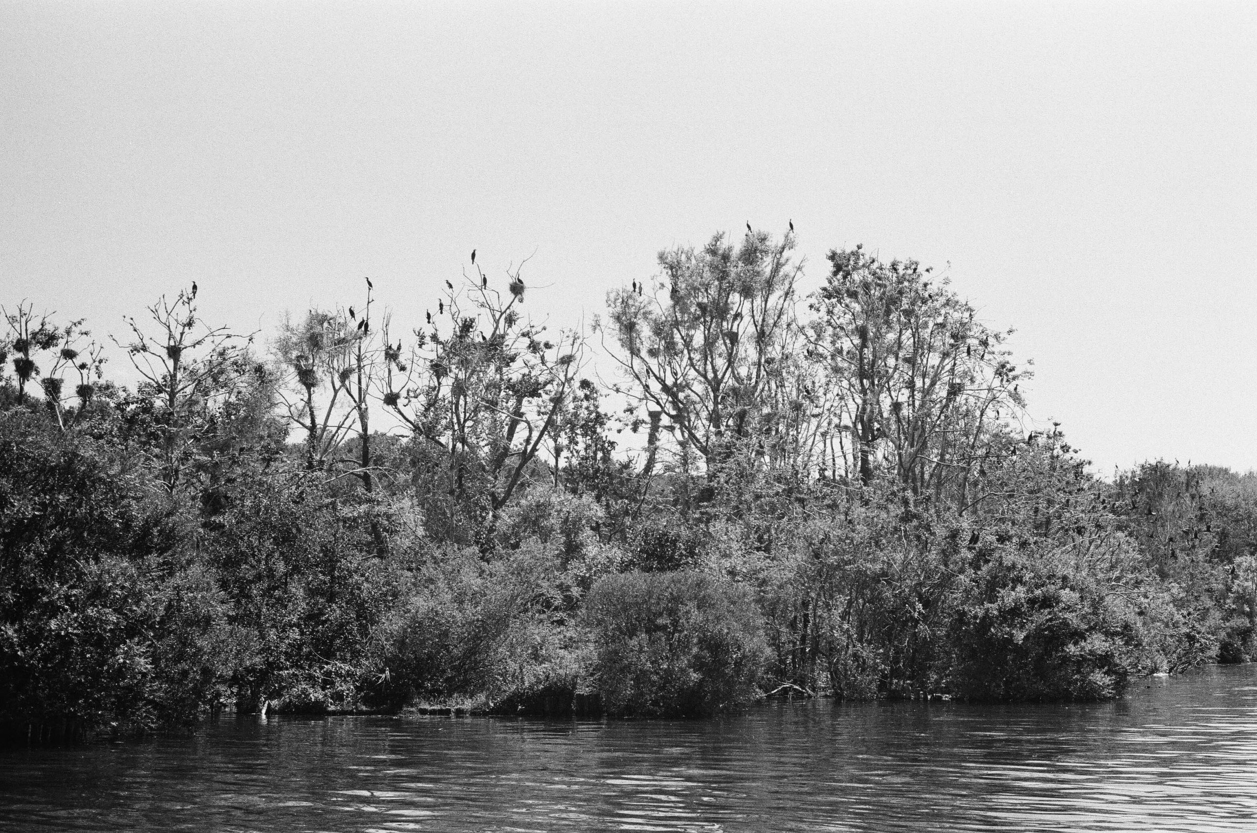 Forêt marécageuse et cormorans, Grande Cariçaie. AP 2014