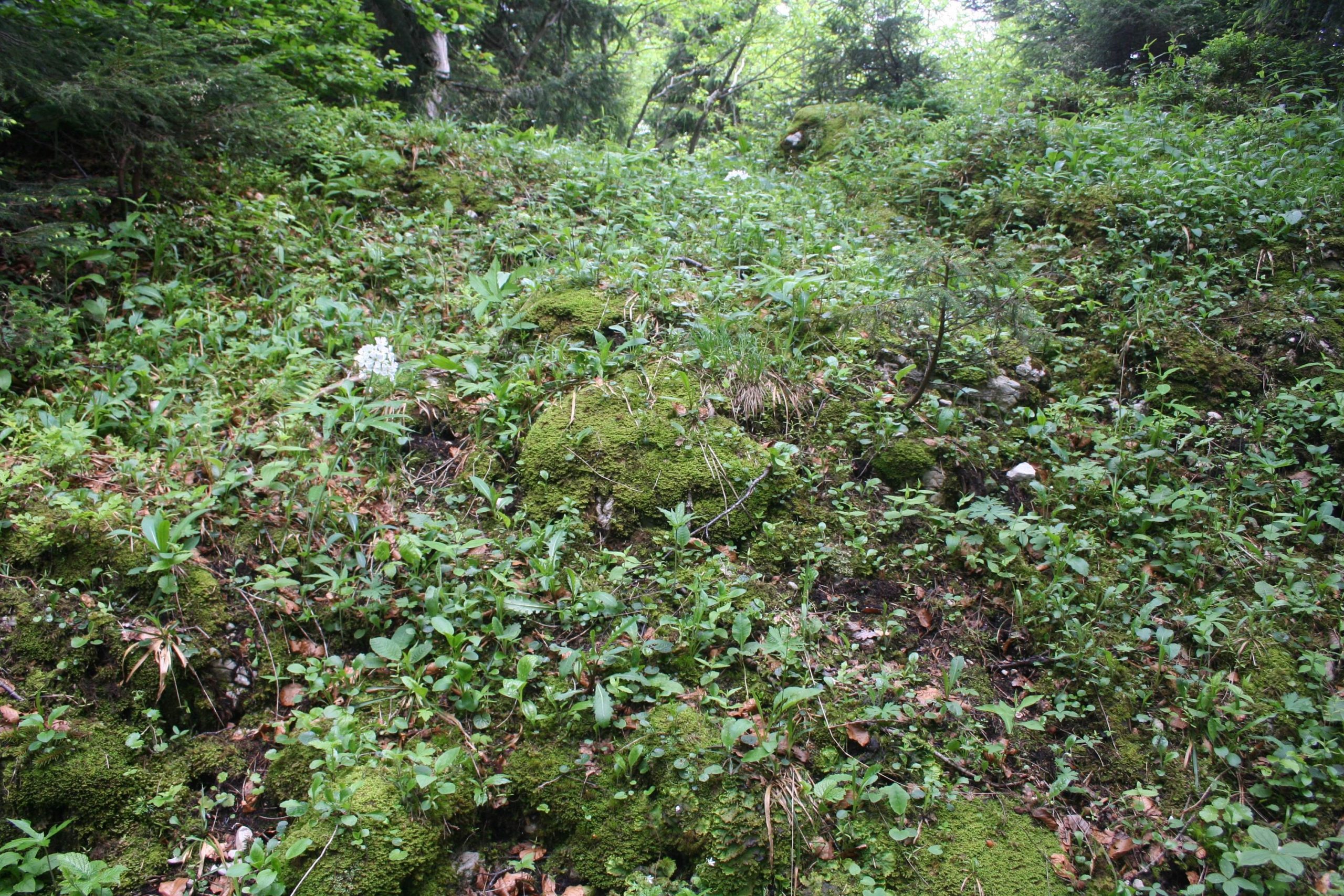 Sous-bois avec Cardamine heptaphylla, Mont Sâla. AP 2018