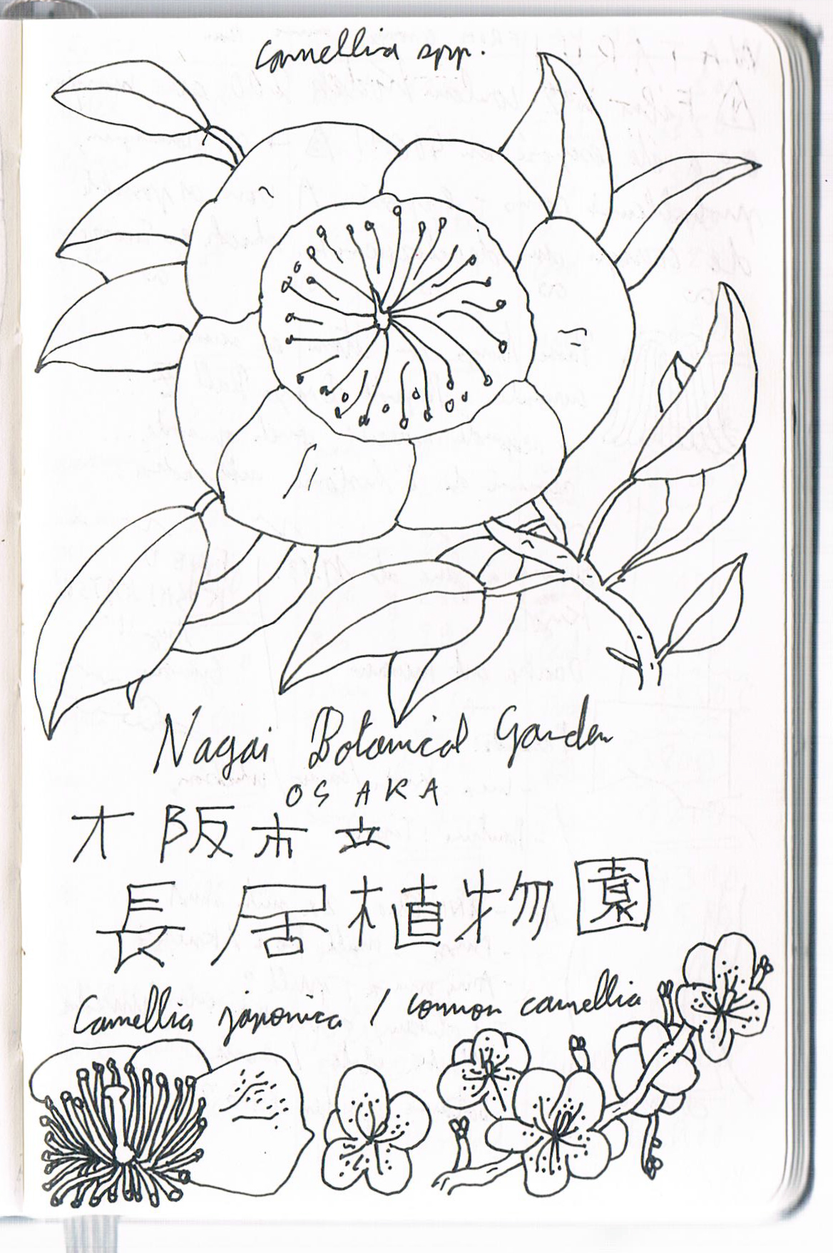 Camellia japonica, Osaka. AP 2019