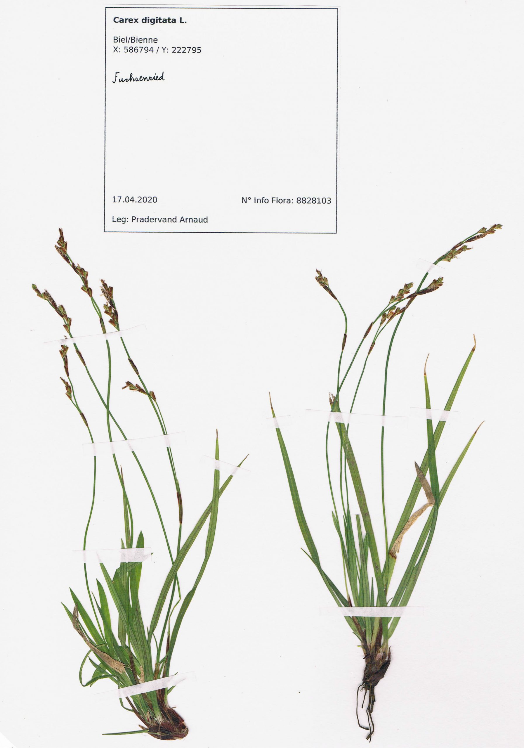 Carex digitata, herbier. AP 2020