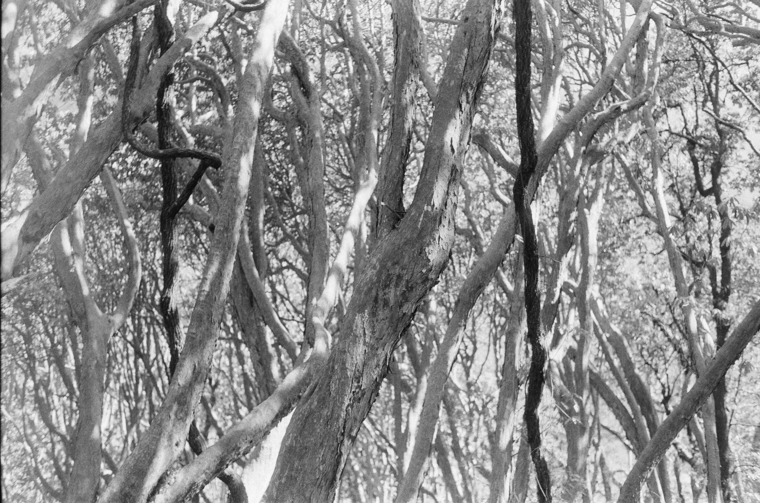 Forêt de Rhododendrons, Népal. AP 2014