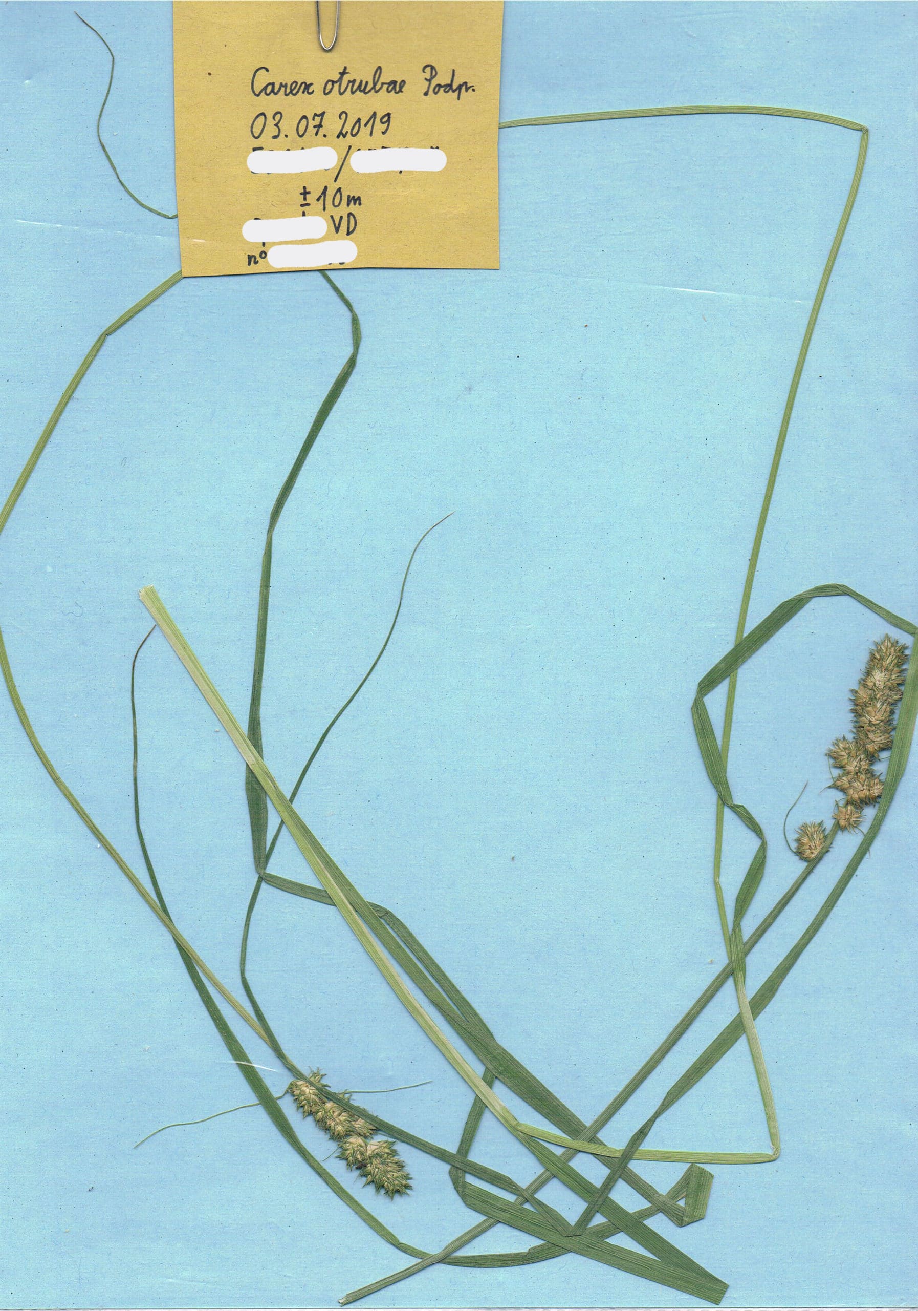Carex otrubae, part d'herbier en vue de comparaison avec l'espèce cible Carex vulpina. AP 2019