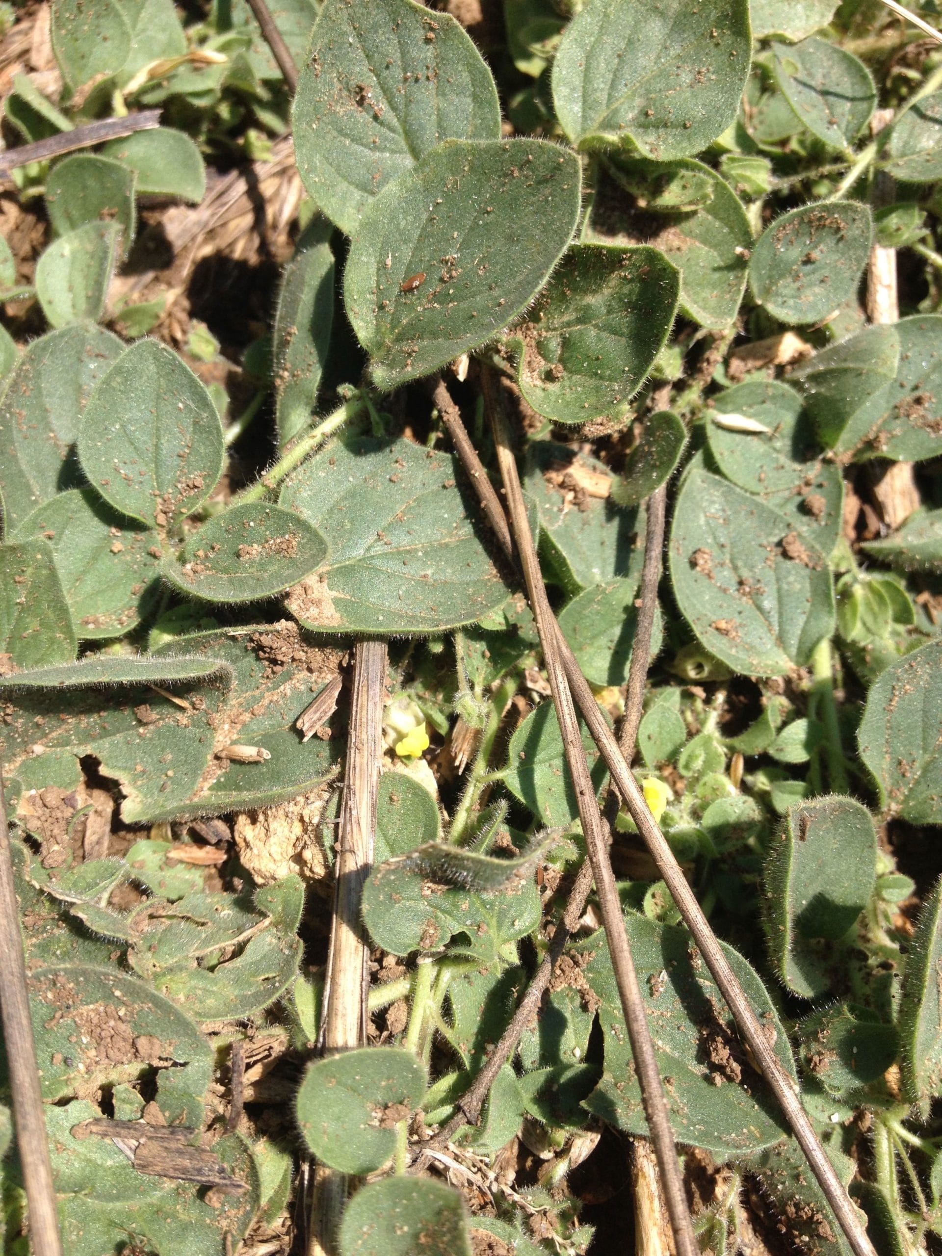 Kickxia spuria. AP 2018