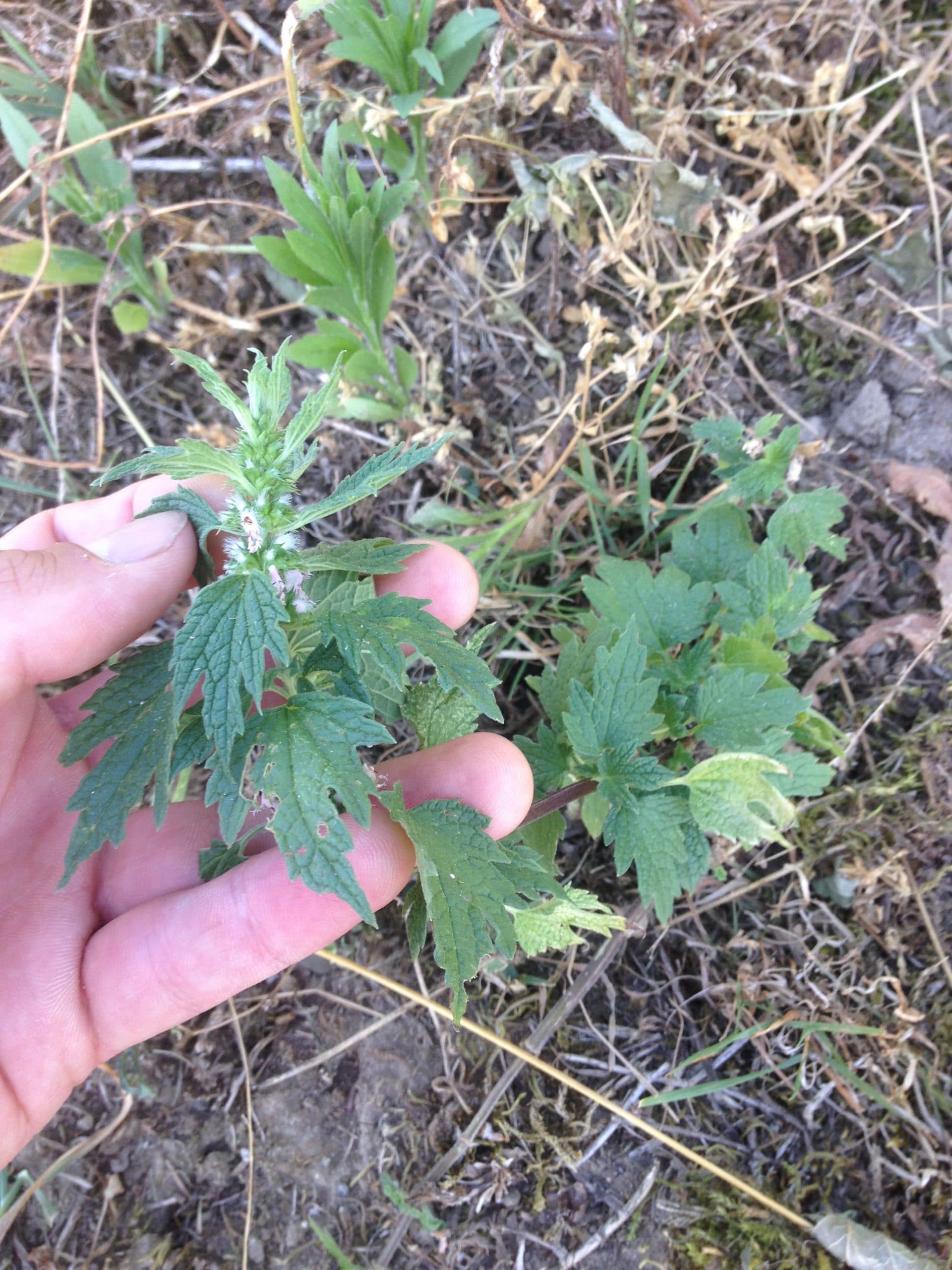 Leonurus cardiaca. AP 2019