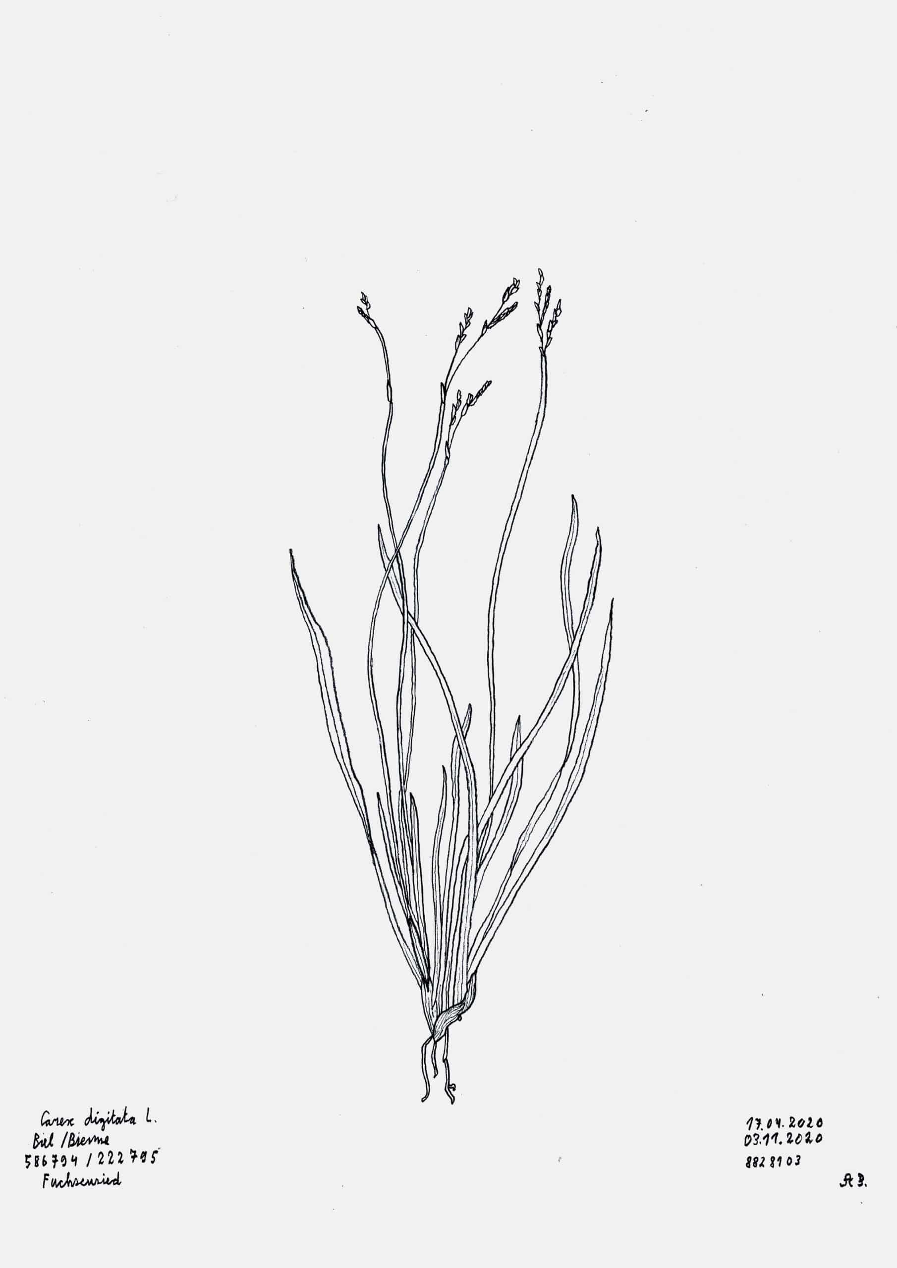 Carex digitata, Biel/Bienne. AP 2020