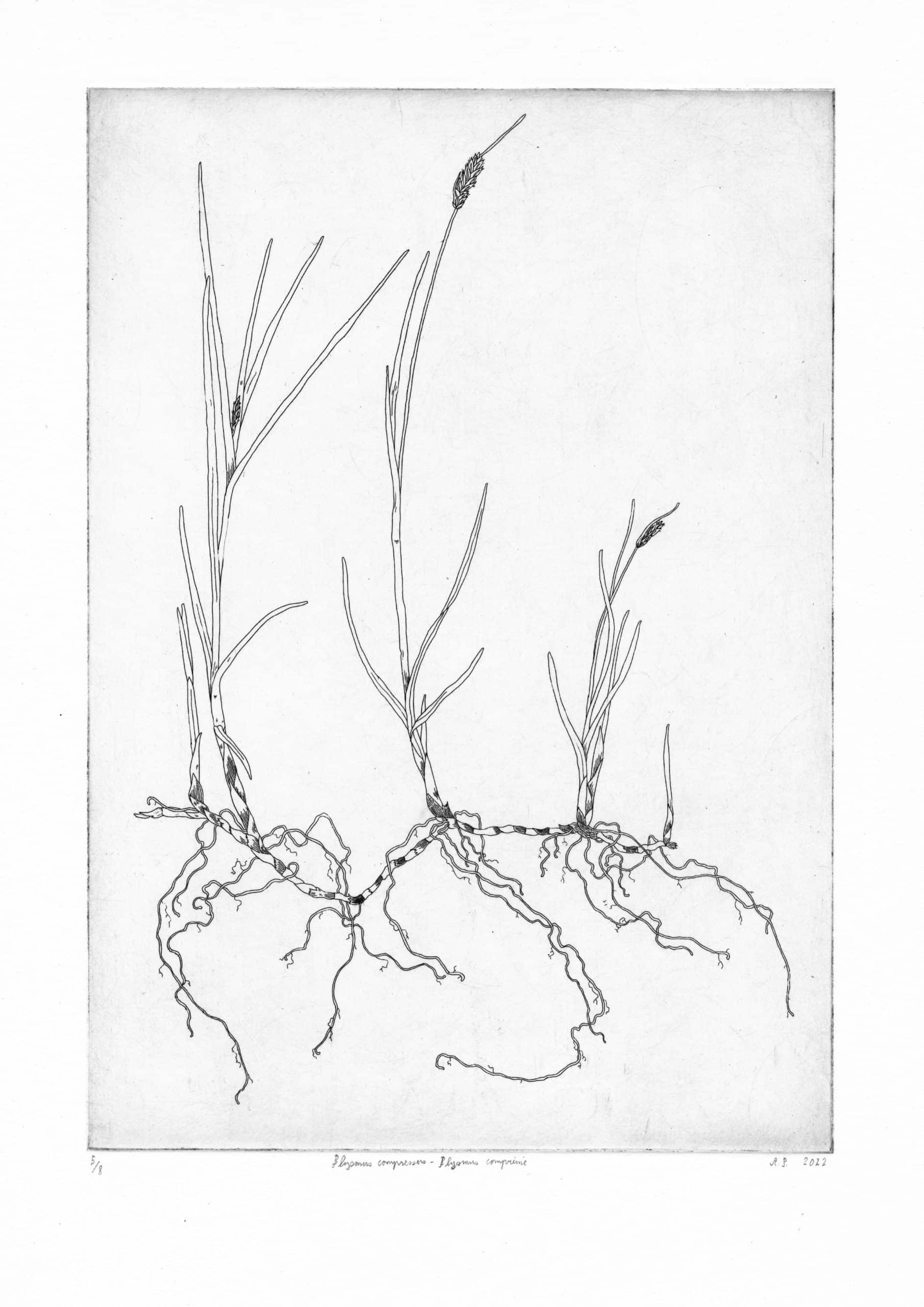 Blysmus compressus, eau-forte sur cuivre. AP 2022