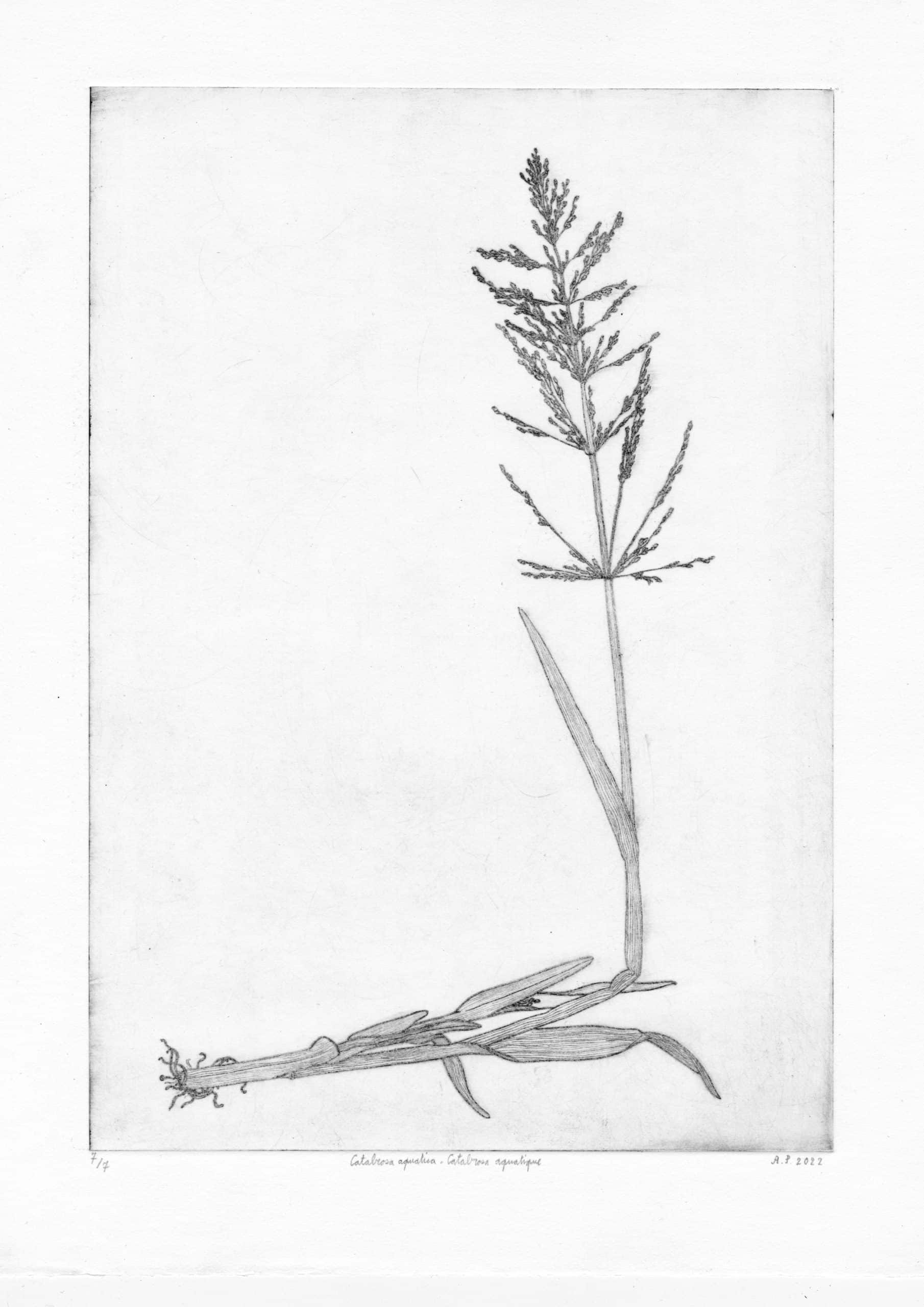 Catabrosa aquatica, taille-douce sur plexiglas. AP 2022