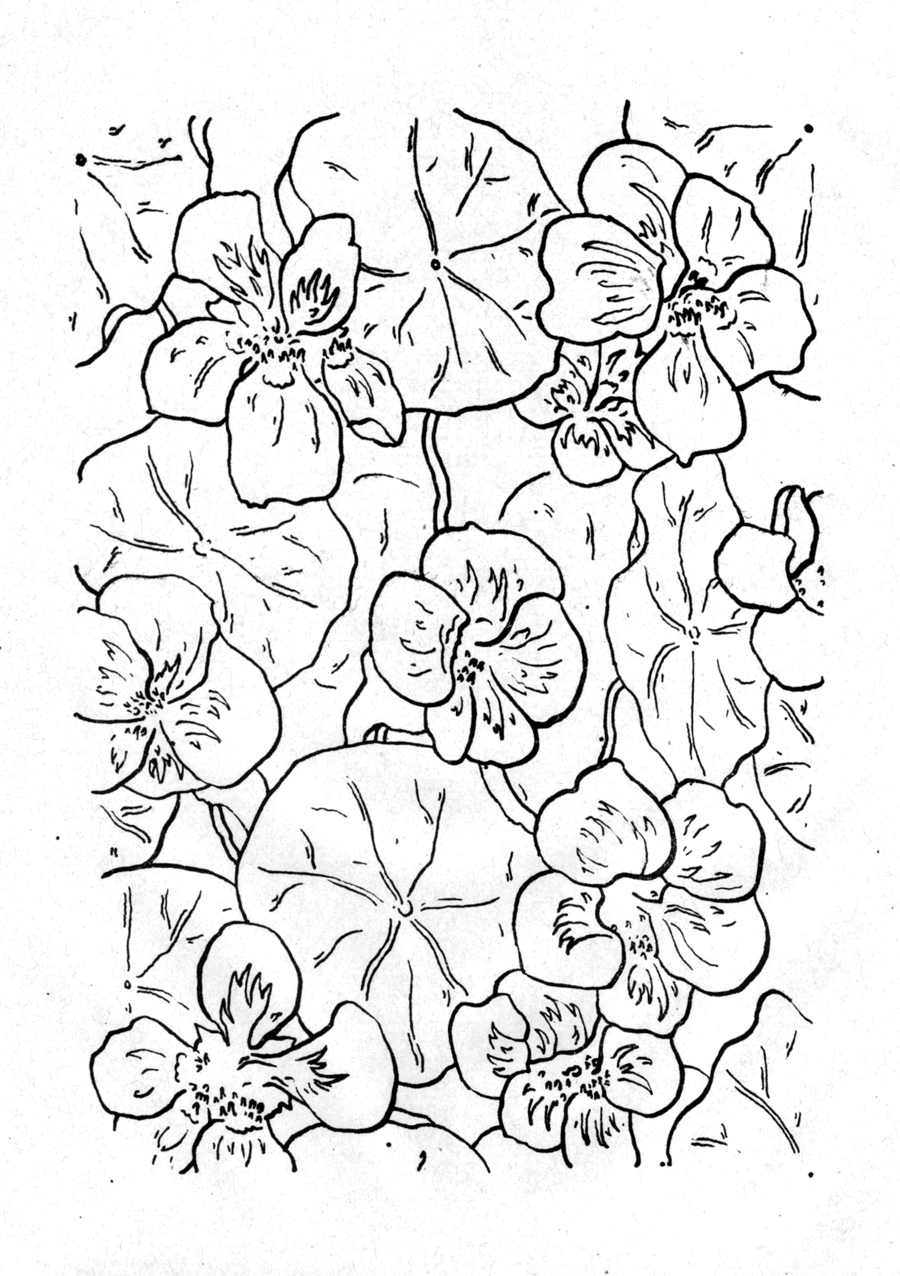 Tropaeolum majus - Capucine, lithographie. AP 2023