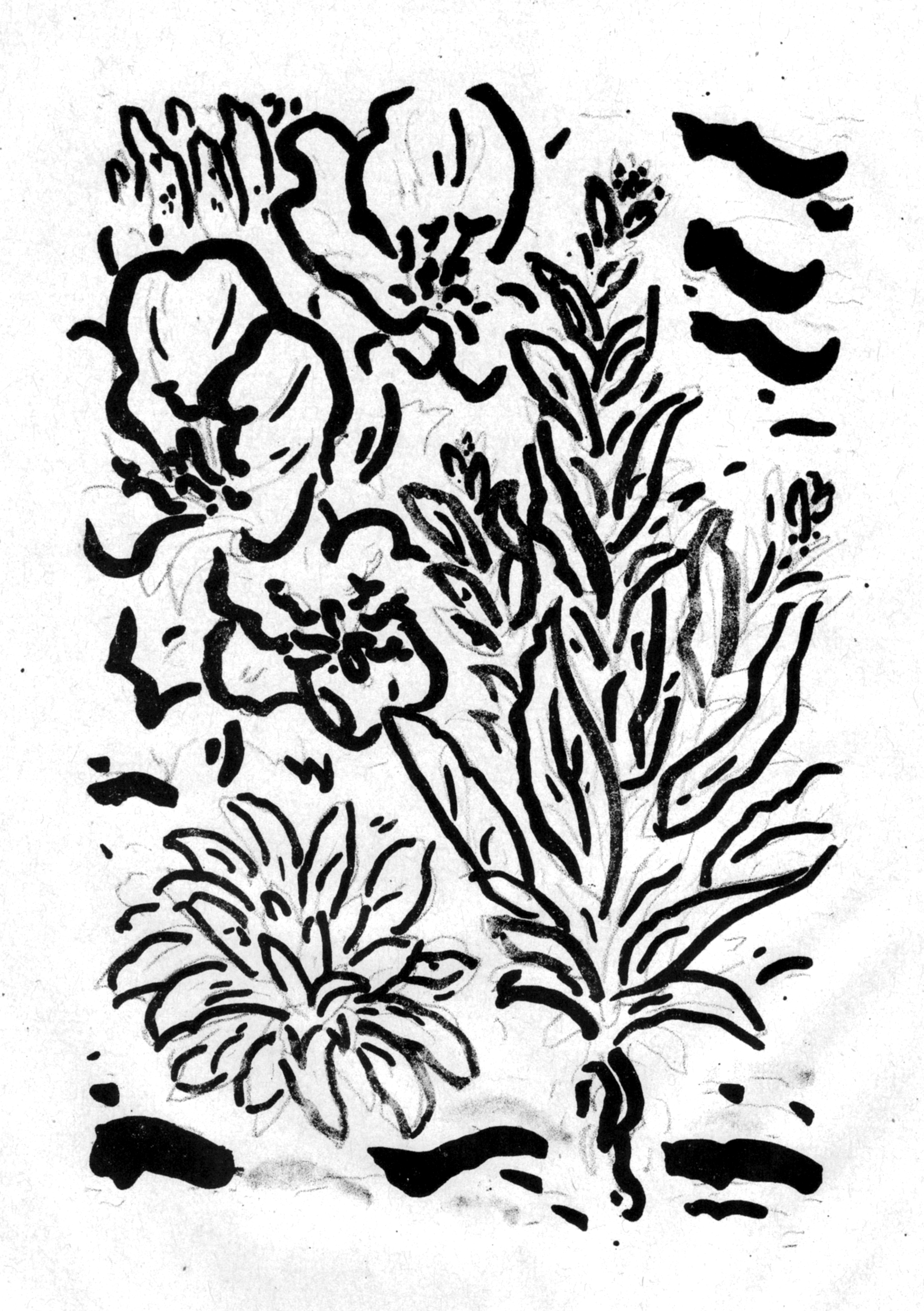 Oenothera biennis - Onagre, lithographie. AP 2023