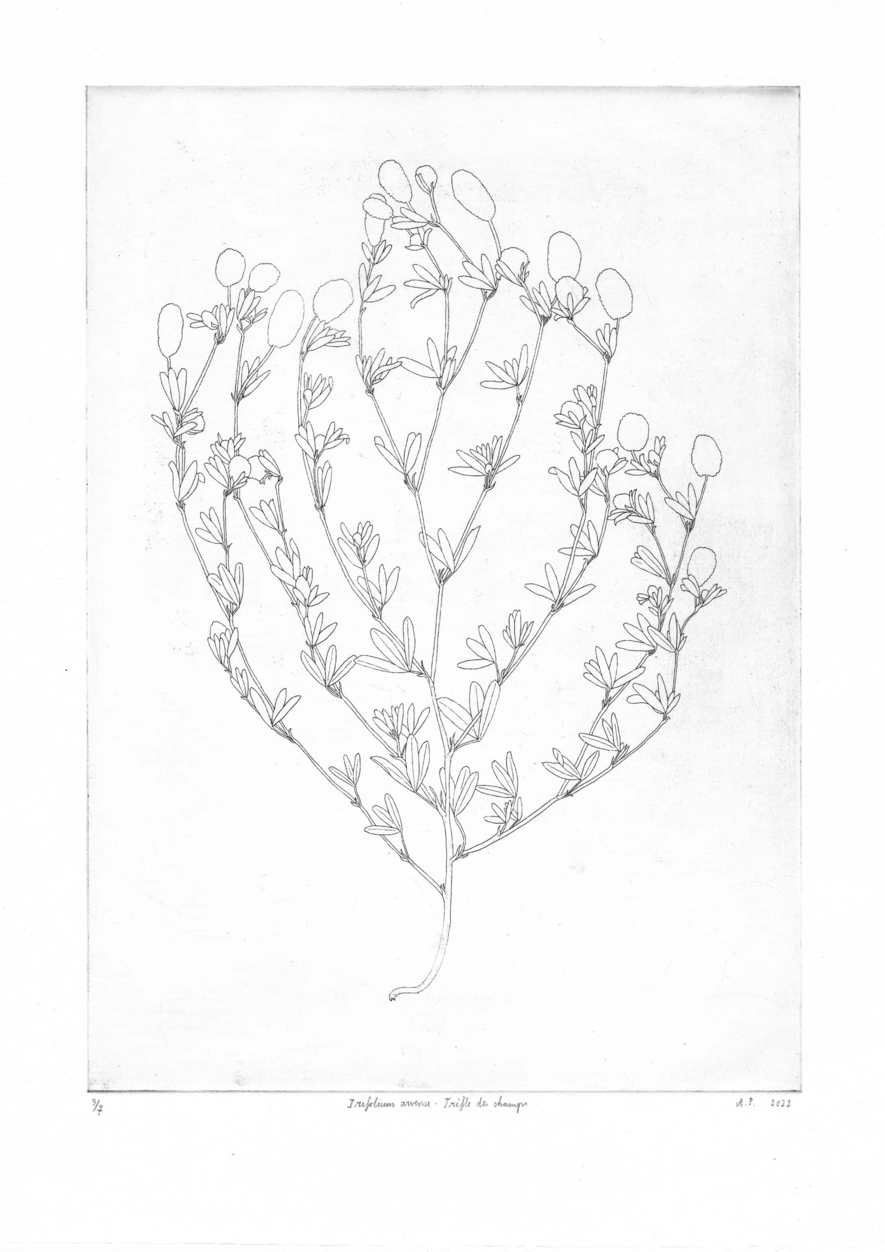 Trifolium arvense, eau-forte sur cuivre. AP 2022