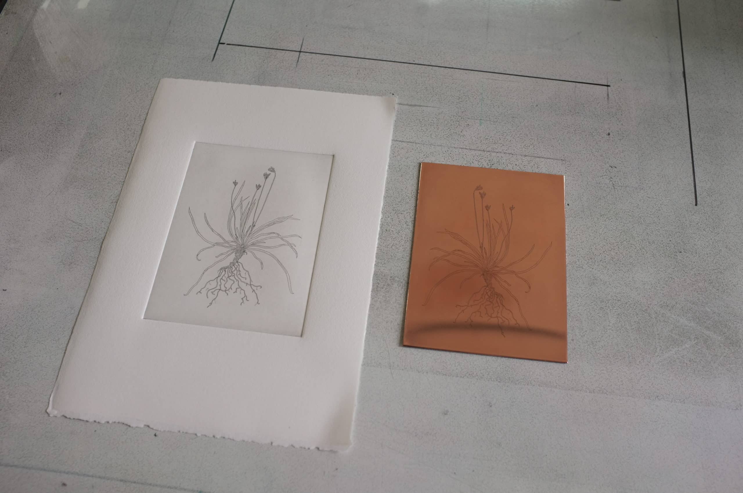 Carex ornithopoda, eau-forte sur cuivre. AP 2022