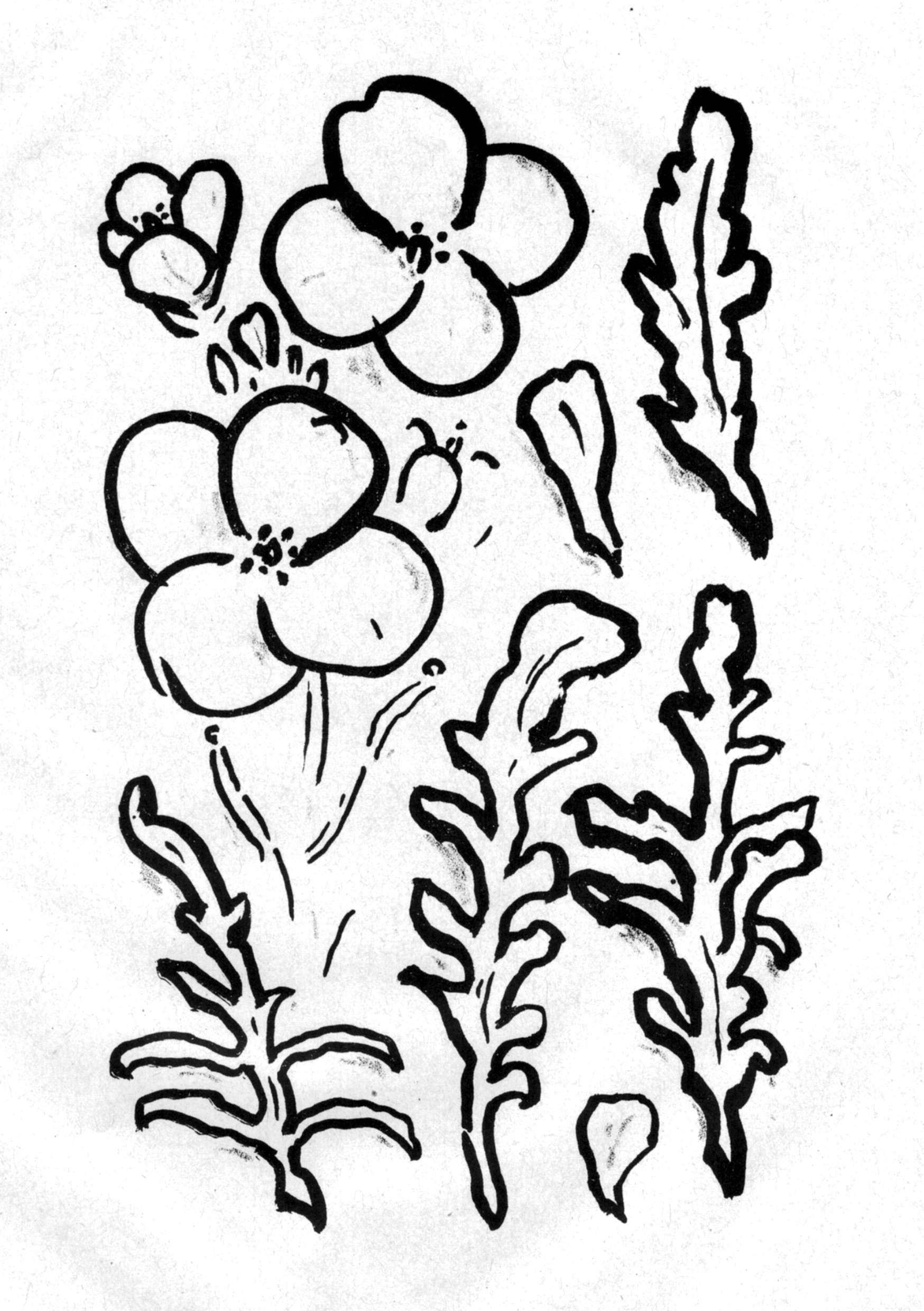 Diplotaxis tenuifolia - Rucola, lithographie. AP 2023