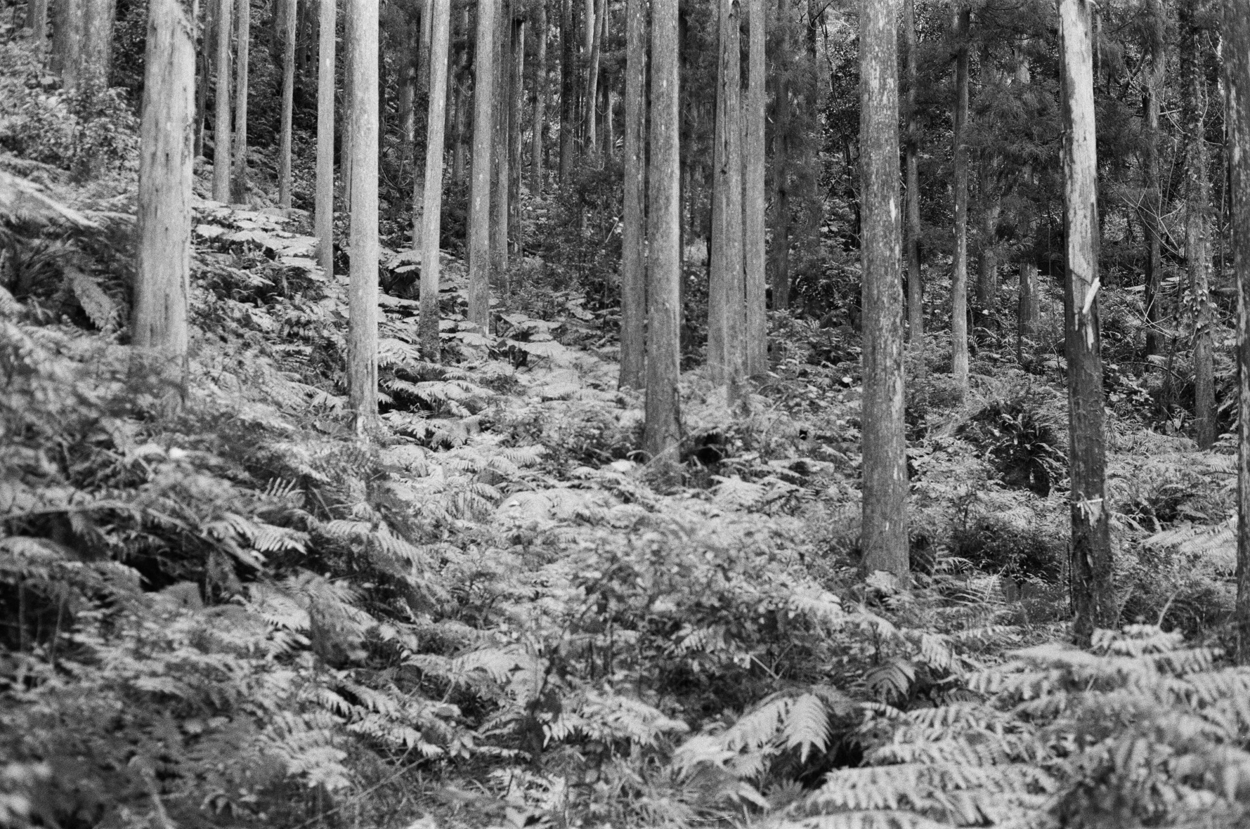 Forêt de Cryptomeria japonica. AP 2023