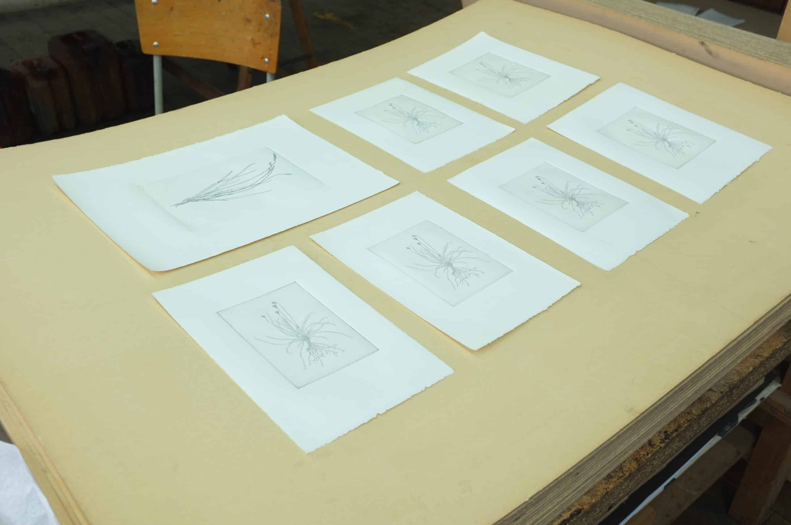 Carex ornithopoda & Carex digitata, eau-forte sur cuivre. AP 2022