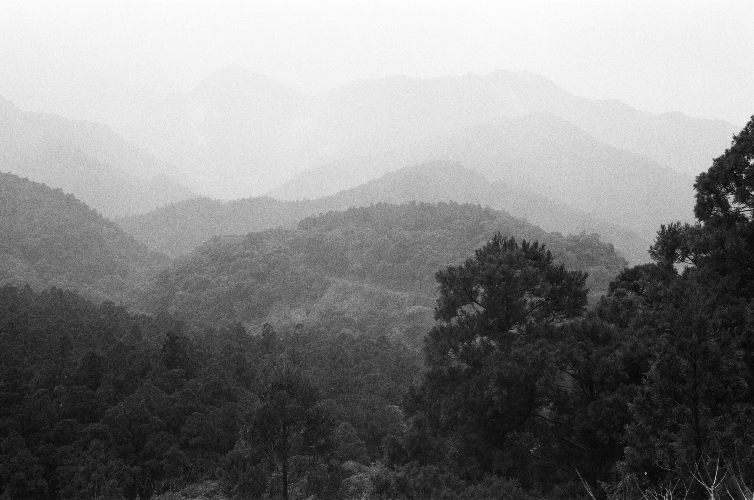 Forêt de Cryptomeria japonica. AP 2023