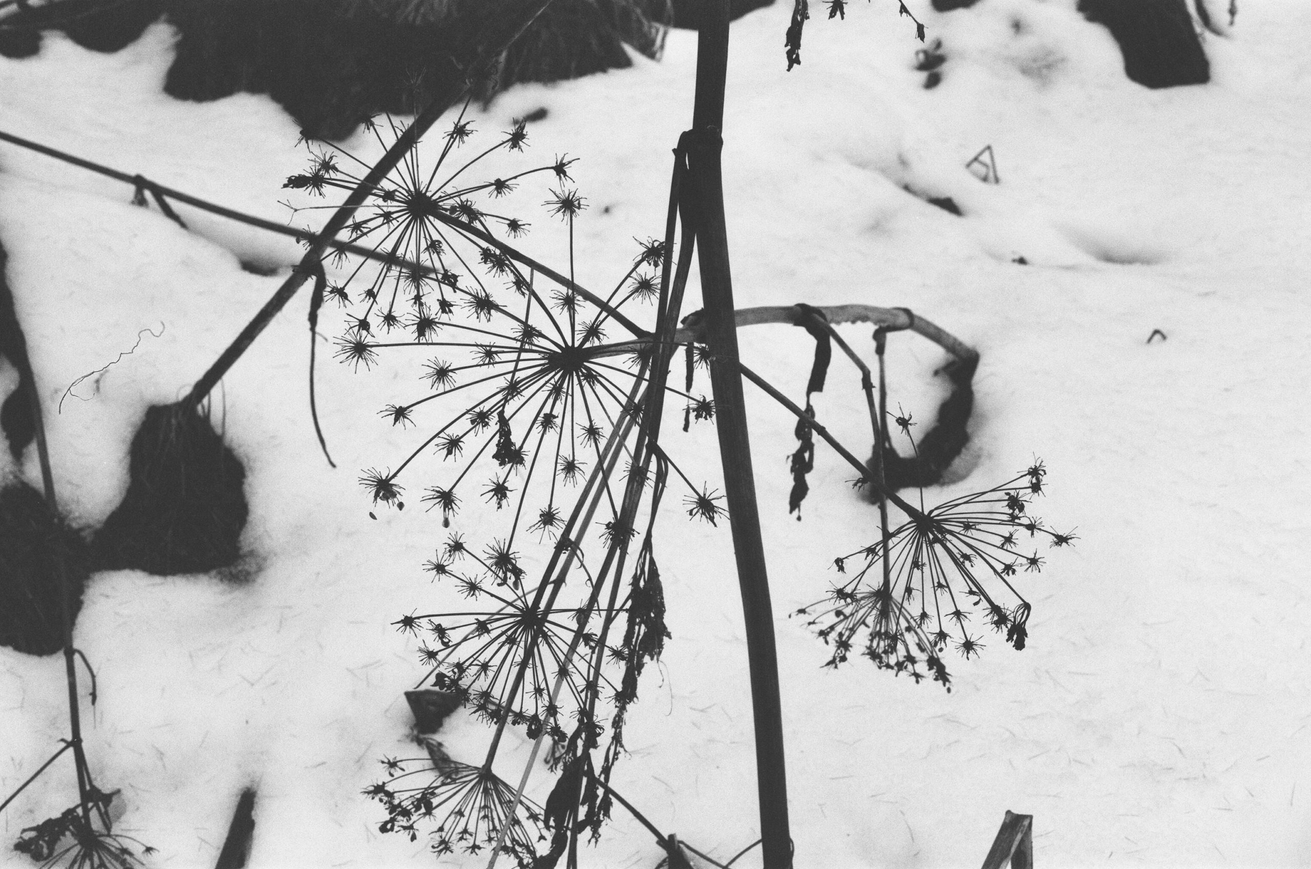 Apiaceae en hiver. AP 2022