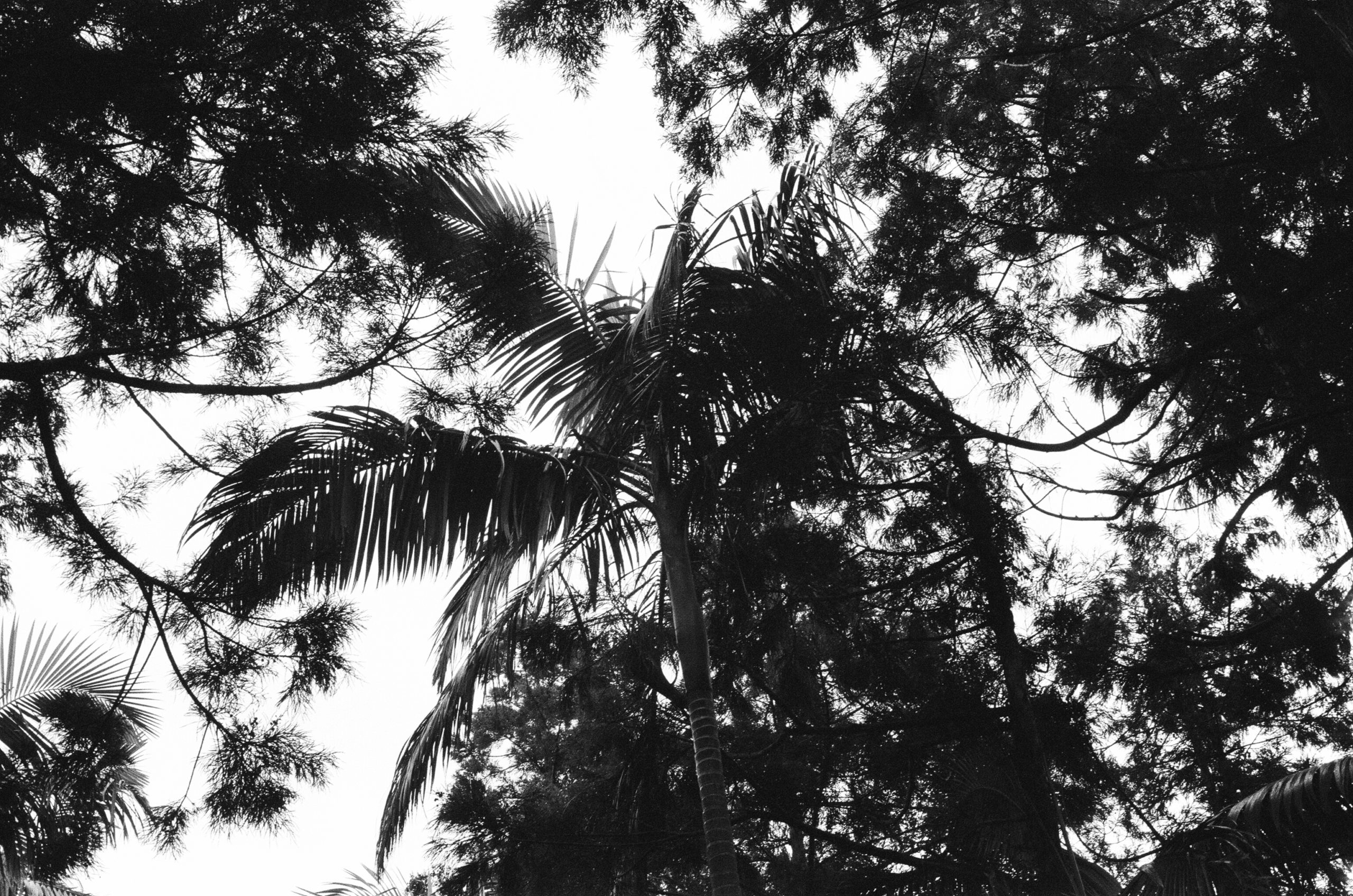 Archontophoenix cunninghamiana & Cryptomeria japonica. AP 2023