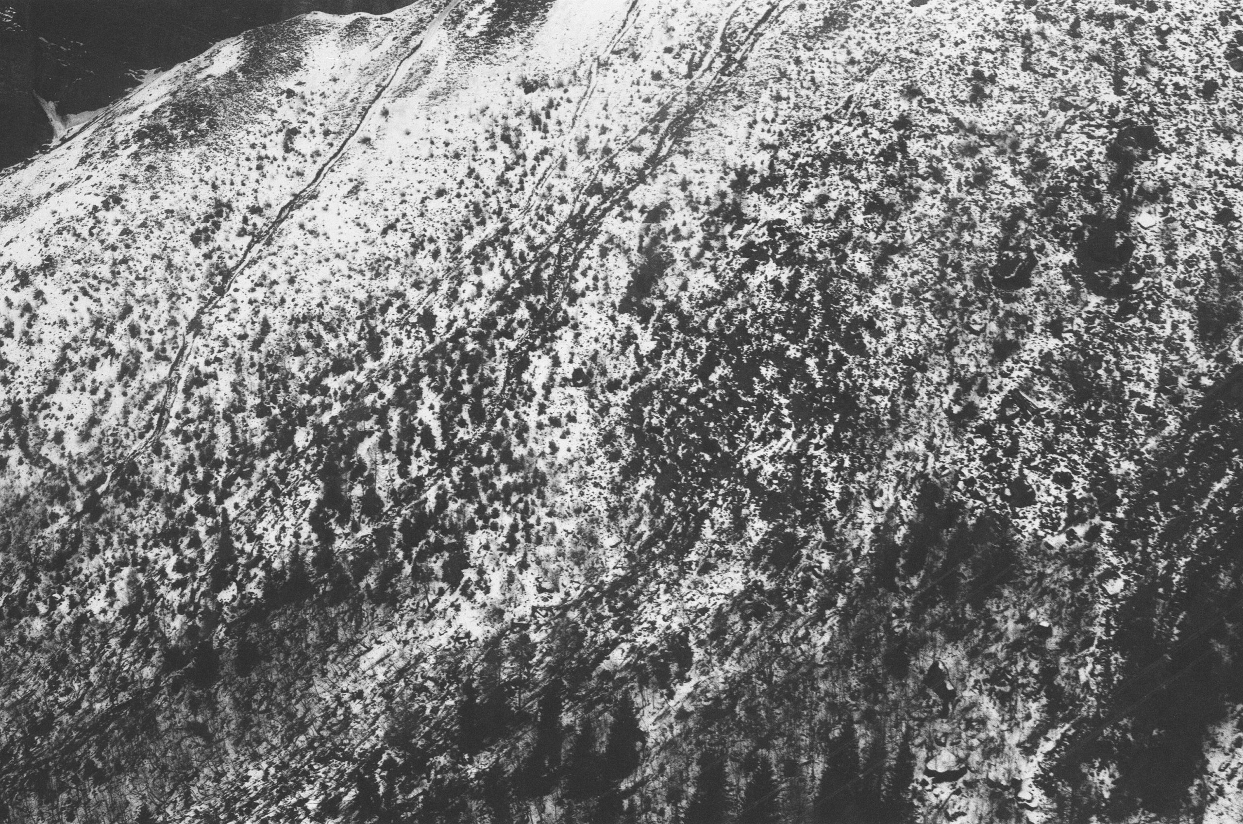 Forêt d'altitude, région Gemmipass (VS). AP 2022