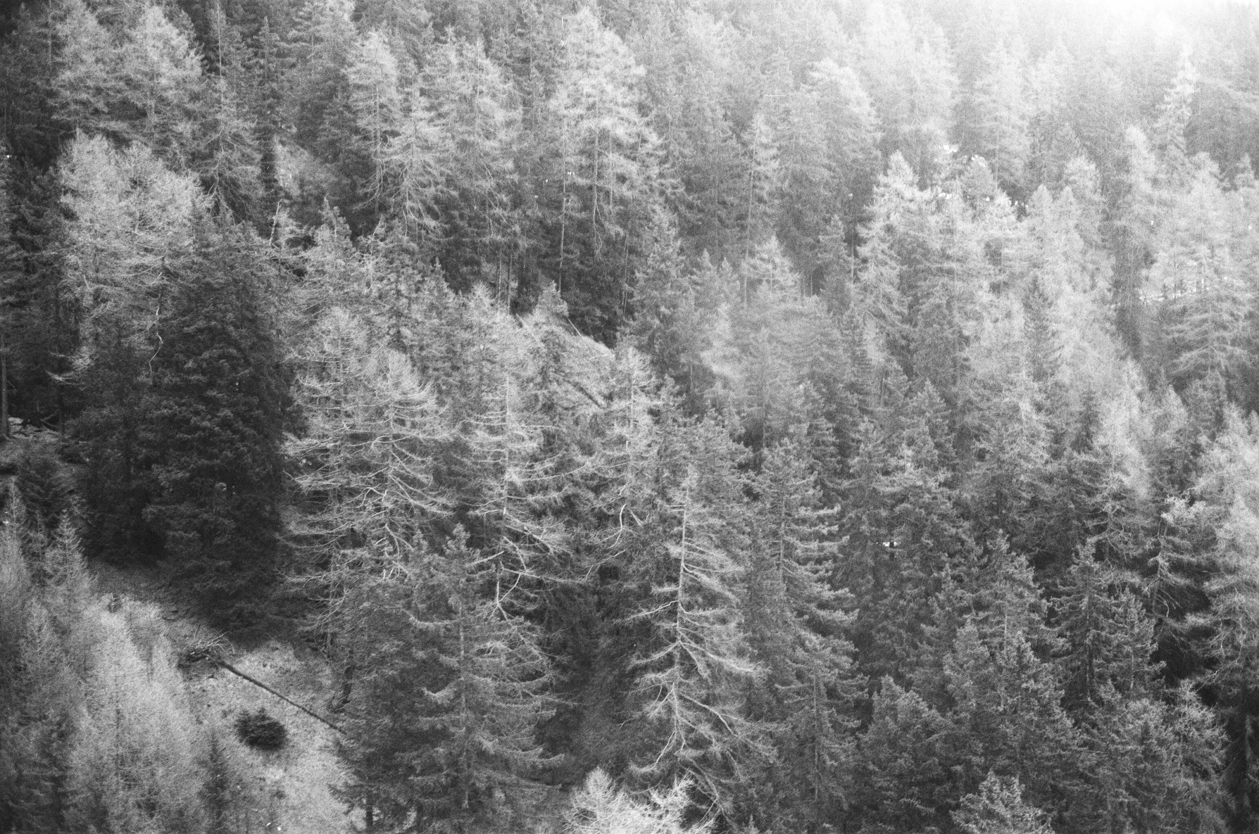 Forêt d'altitude, région Gemmipass (VS). AP 2022