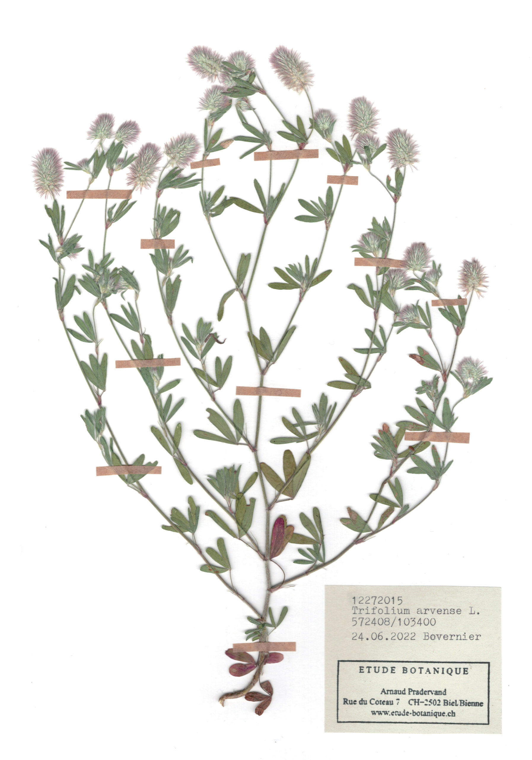 Trifolium arvense, herbier. AP 2022