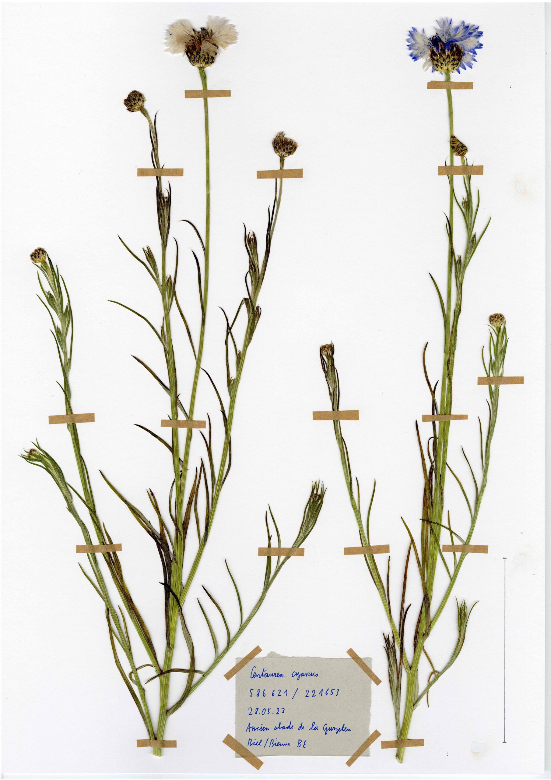 Centaurea cyanus, herbier. AP 2023