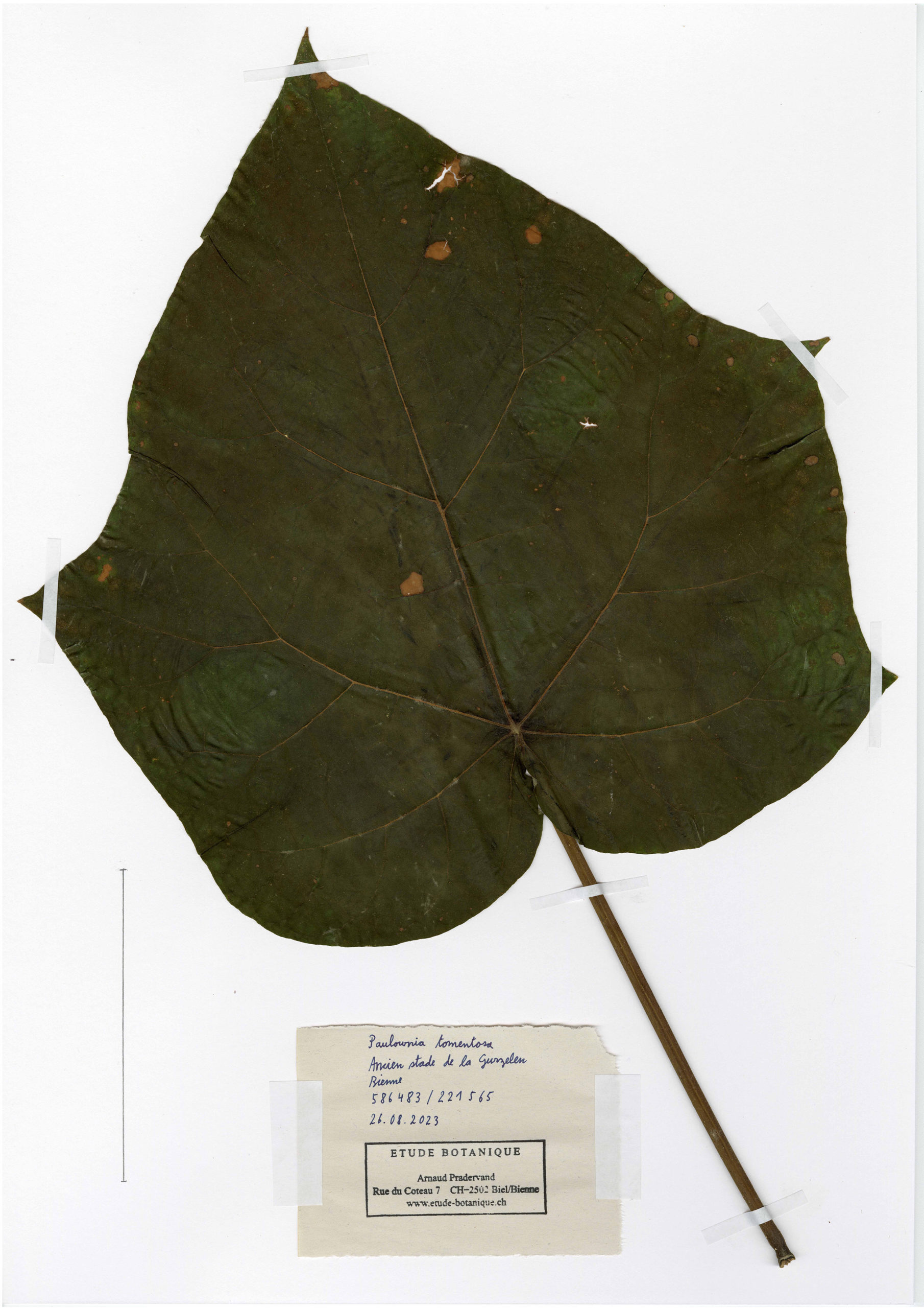Paulownia tomentosa, herbier. AP 2023