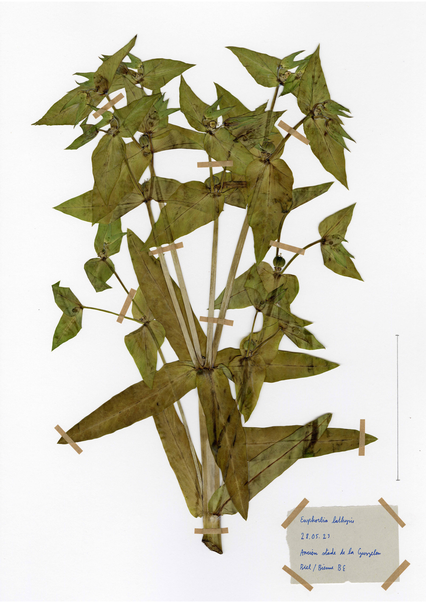 Euphorbia lathyris, herbier. AP 2023