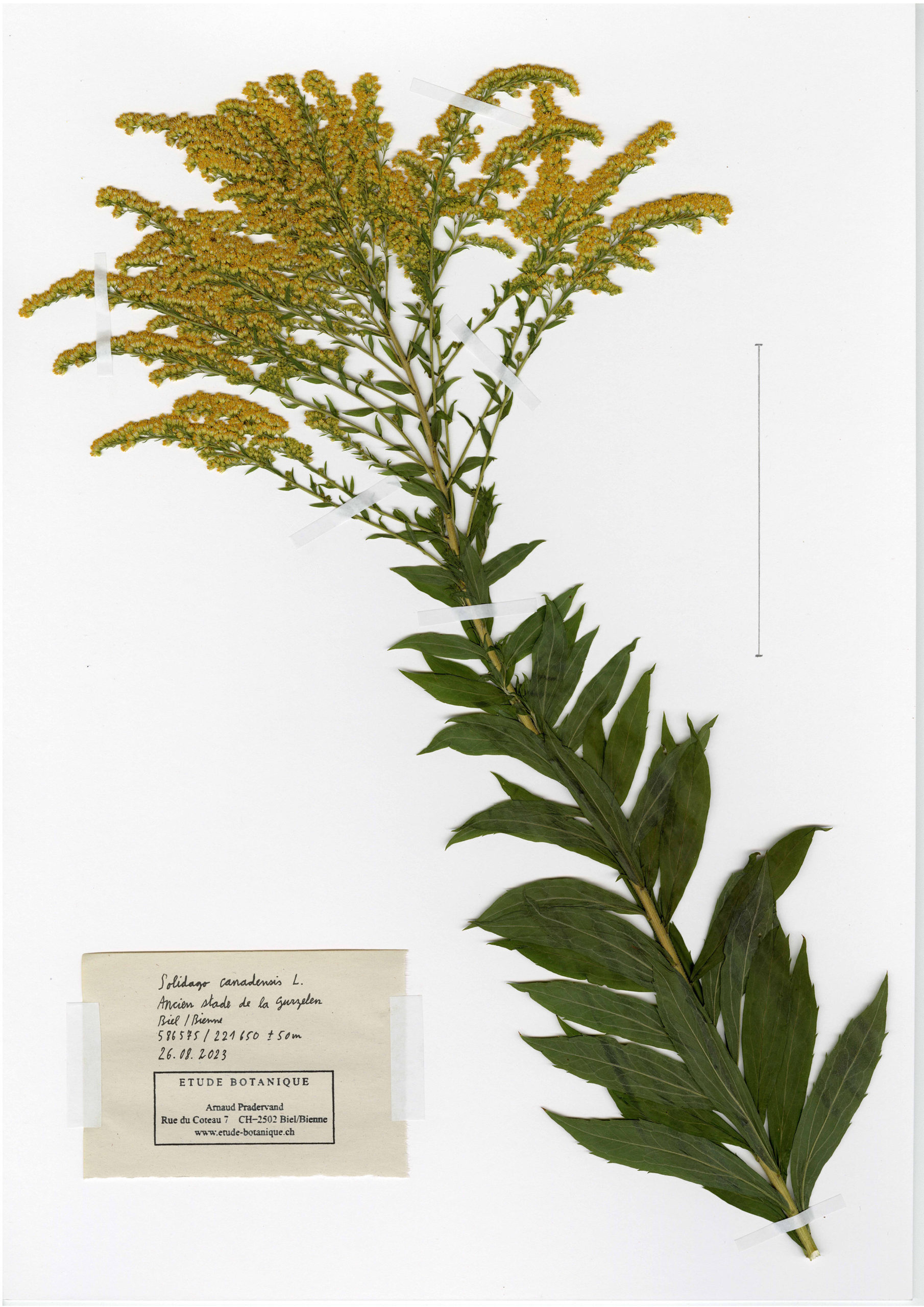 Solidago canadensis, herbier. AP 2023