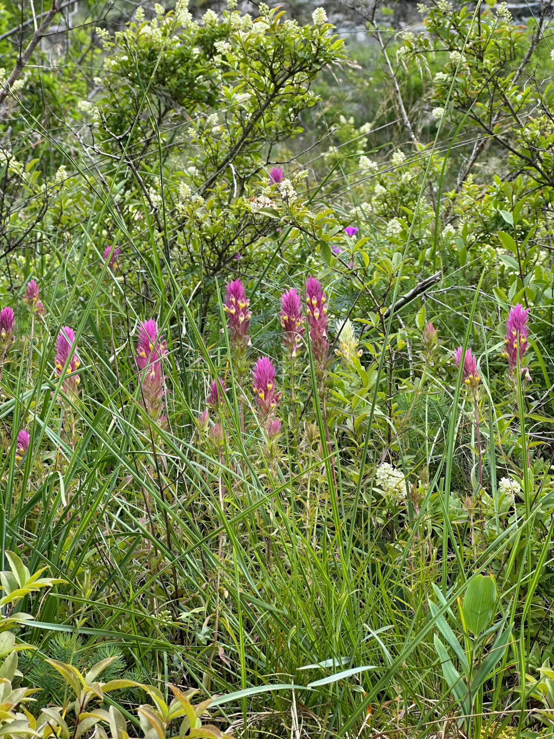 Melampyrum arvense. Photo: Jean-Pierre Dulex