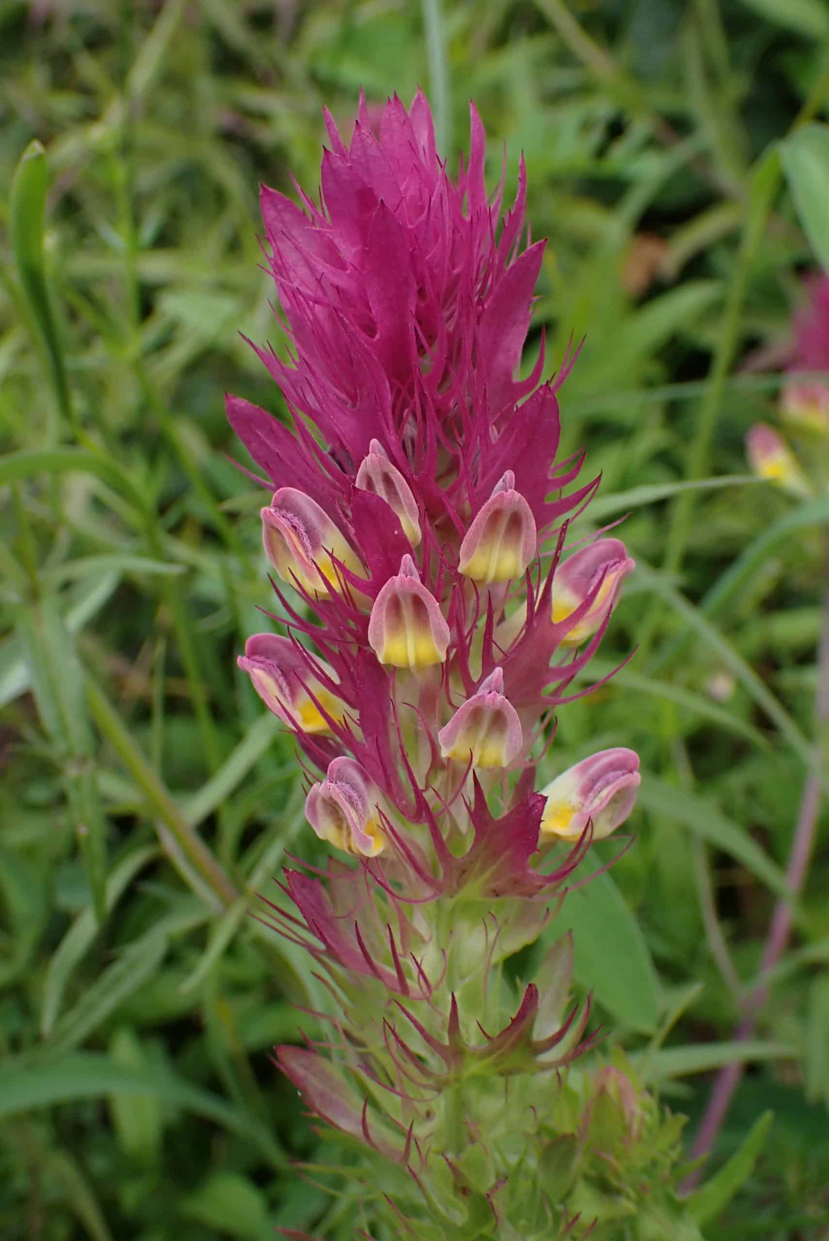 Melampyrum arvense. Photo: François Clot