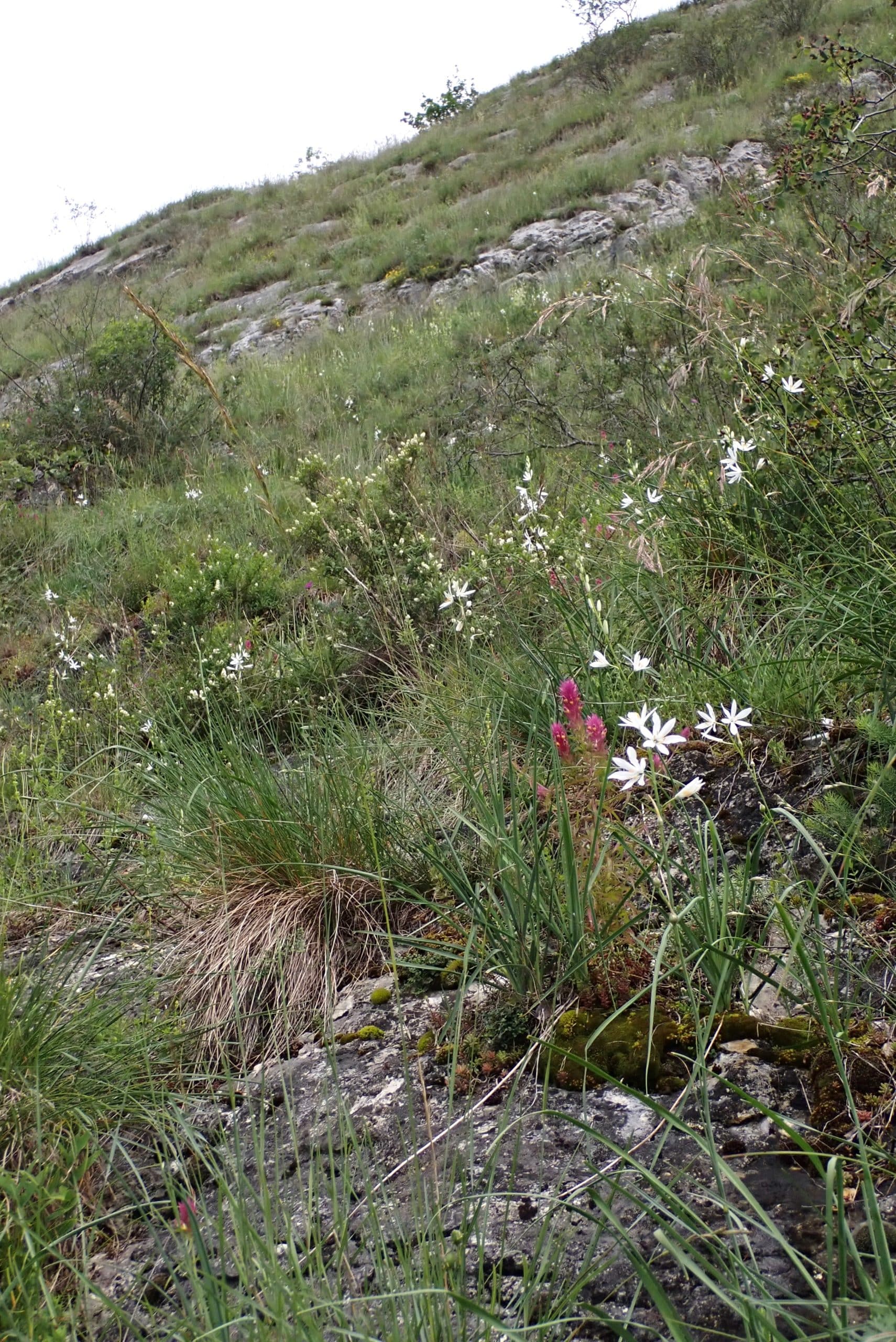 Xerobromion. Photo: François Clot