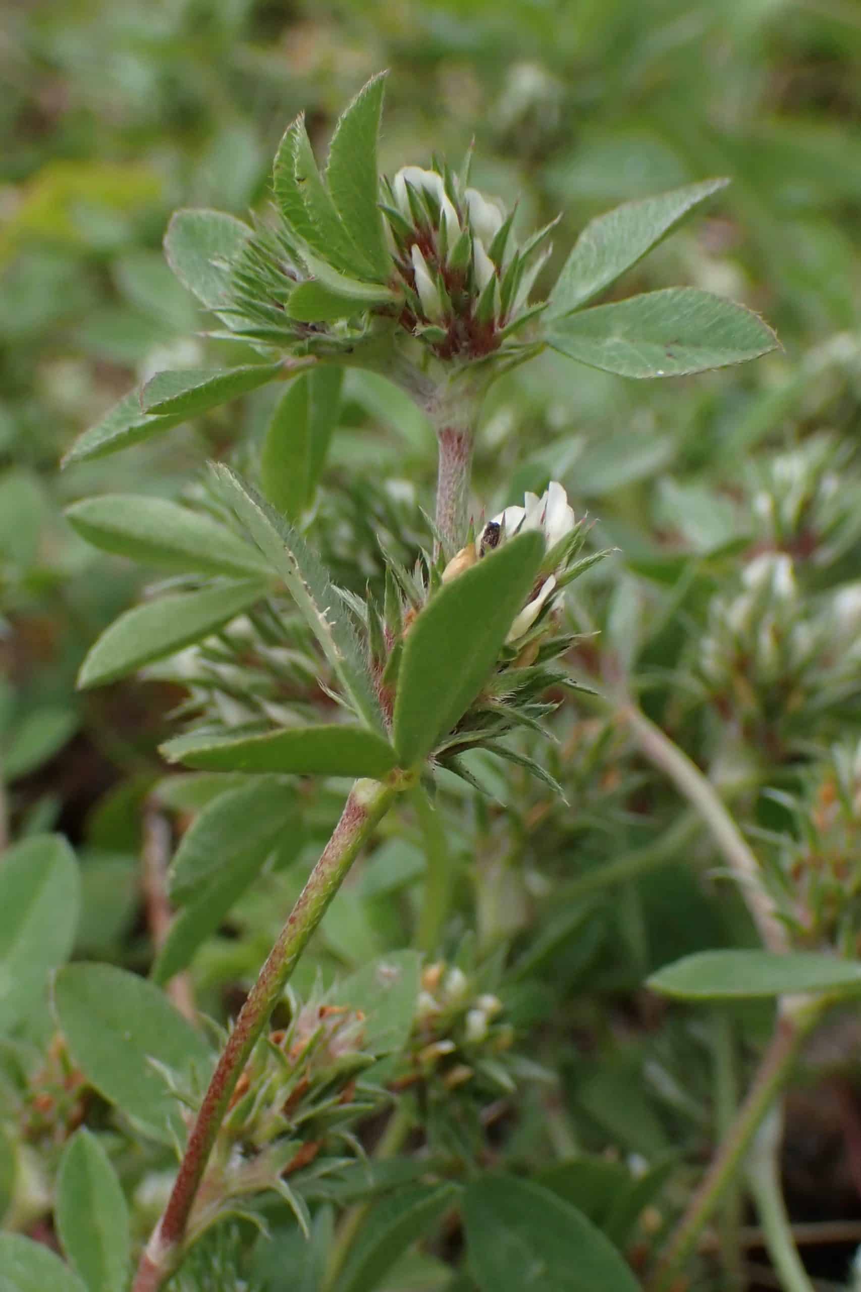 Trifolium scabrum. Photo: François Clot