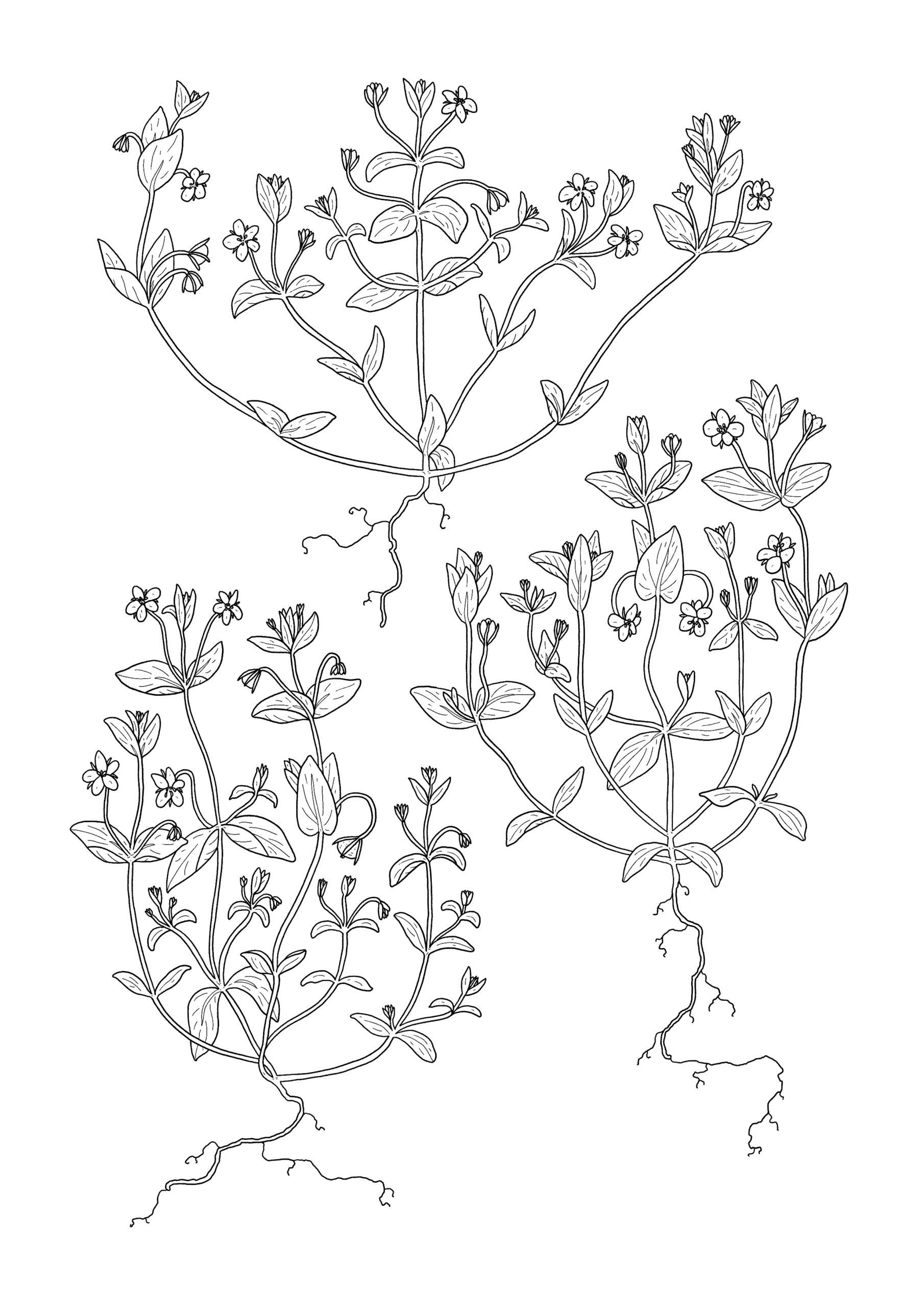 Anagallis arvensis - Mouron des champs. AP 2024