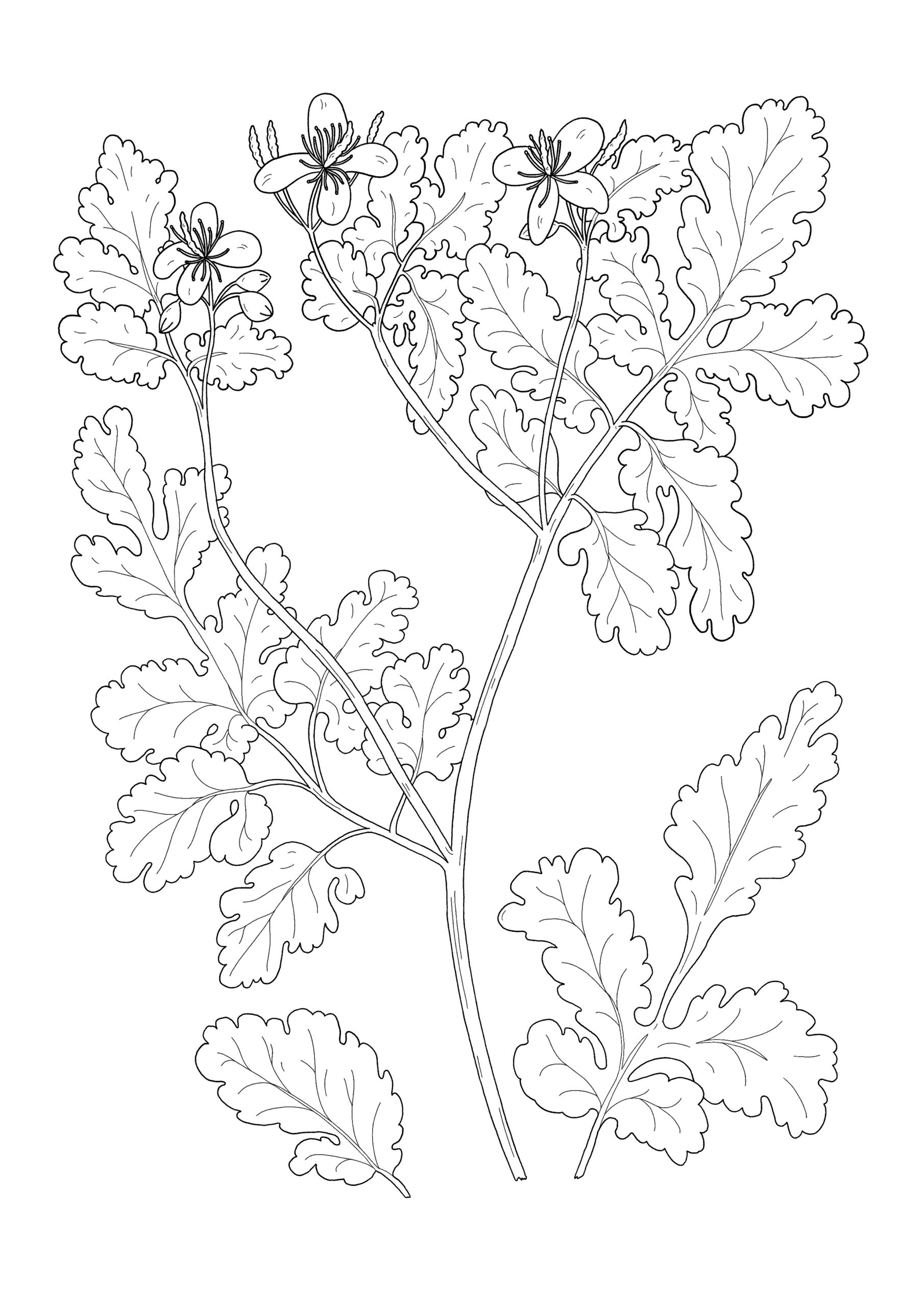 Chelidonium Majus - Chélidoine. AP 2024