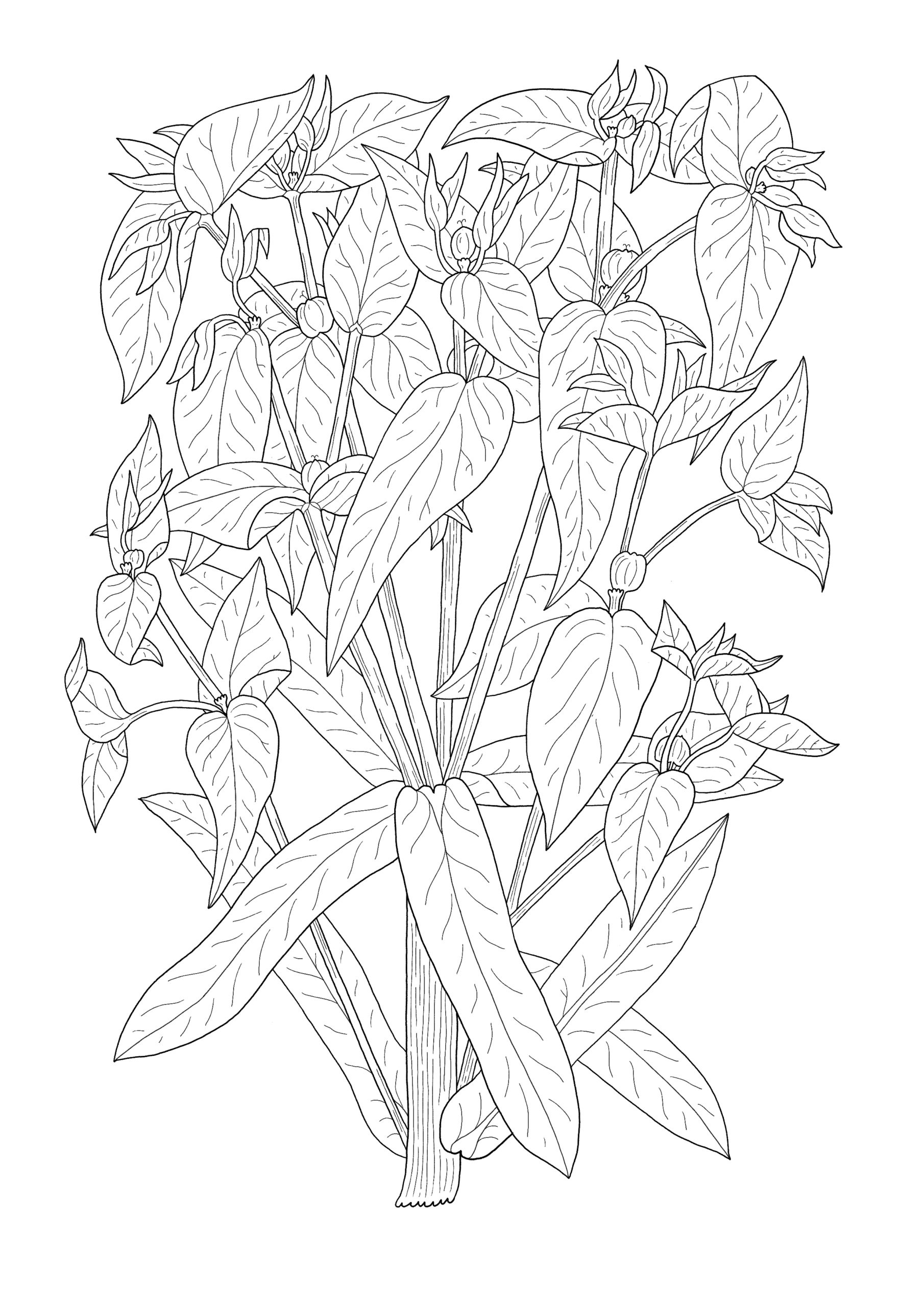 Euphorbia lathyris - Euphorbe épurge. AP 2024