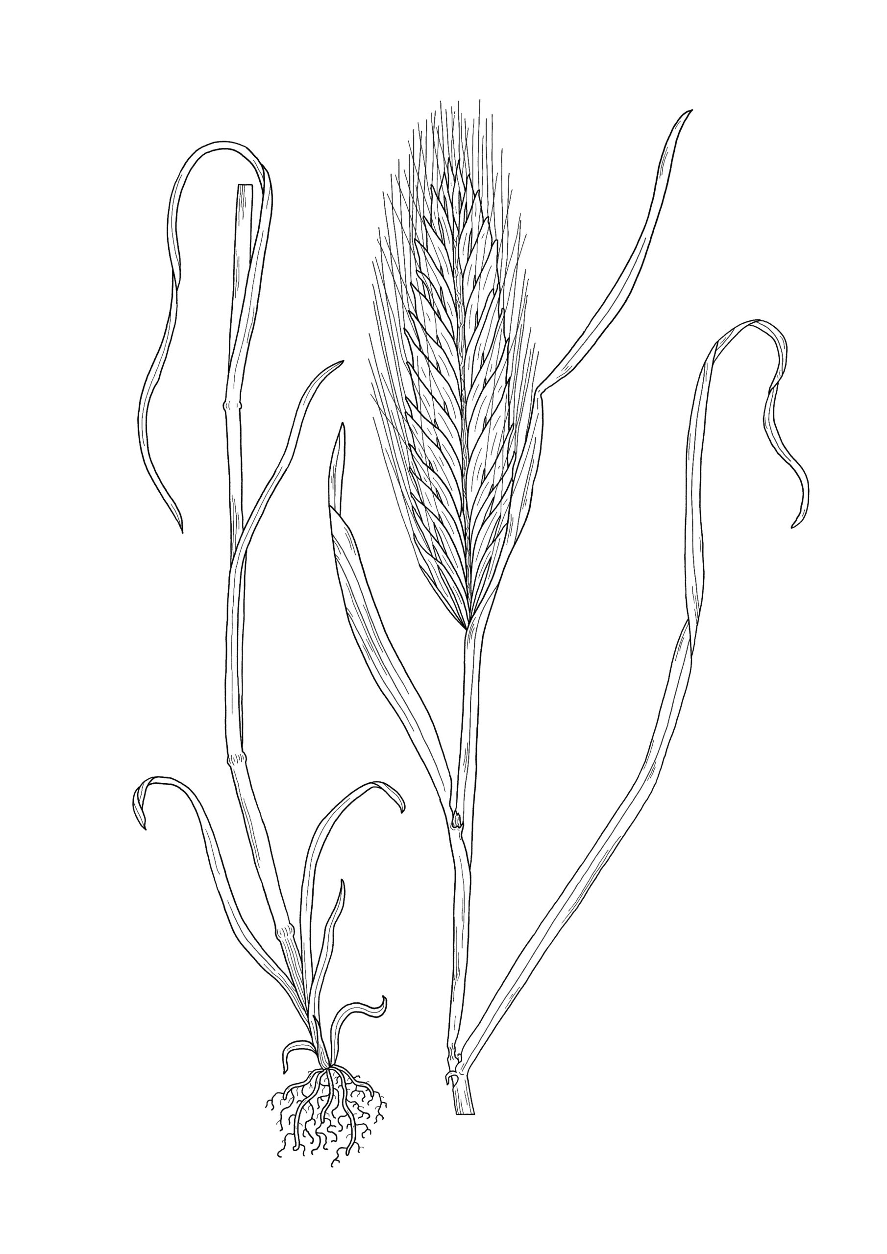 Hordeum murinum - Orge des rats. AP 2024