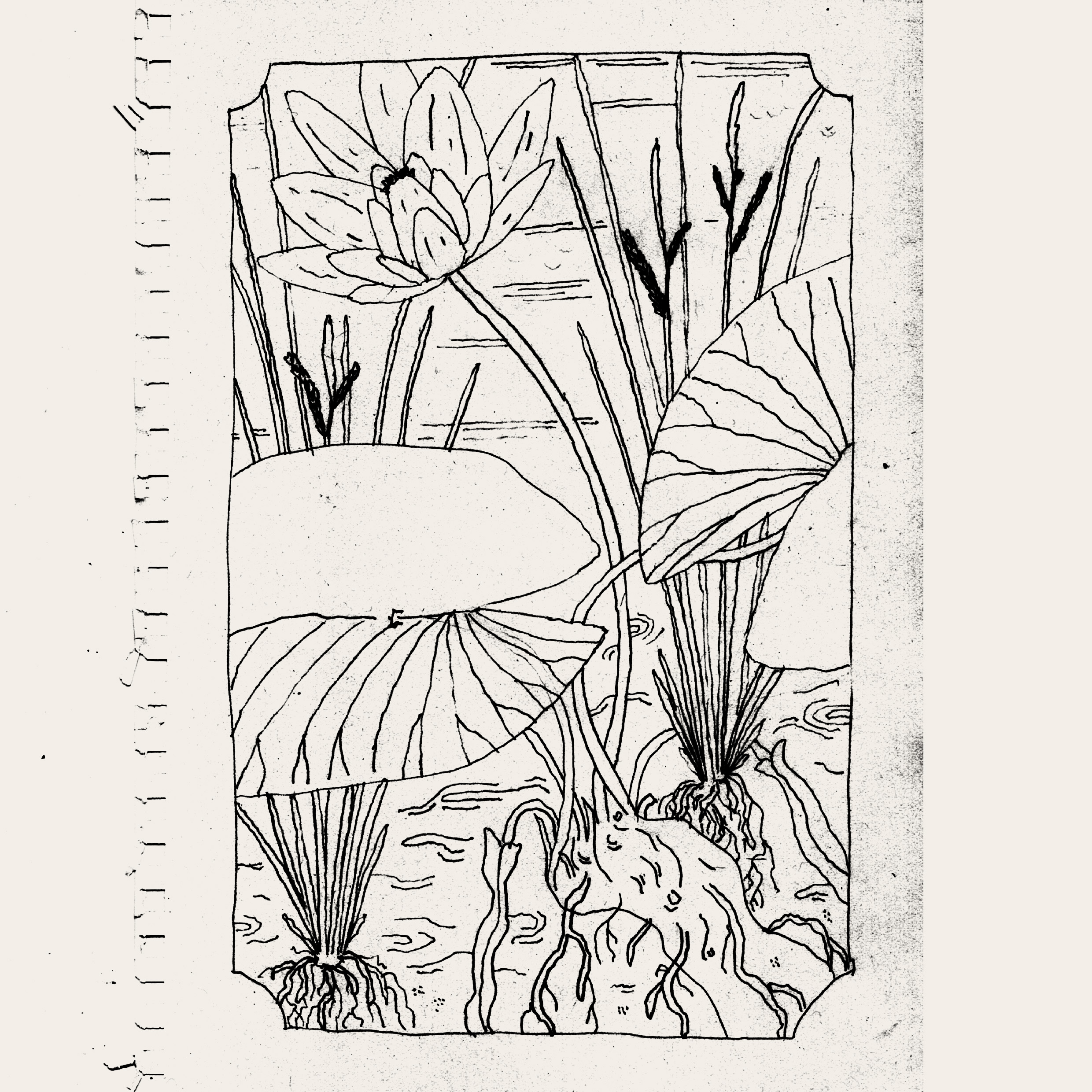 Nénuphar. Dessin au crayon. AP 2025