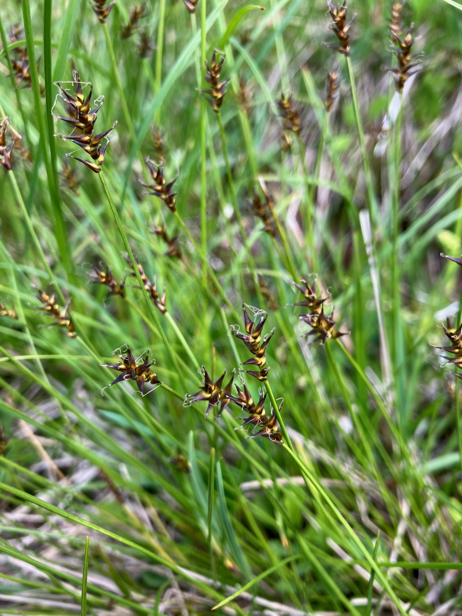 Carex davalliana - Laîche de Davall. AP 2025
