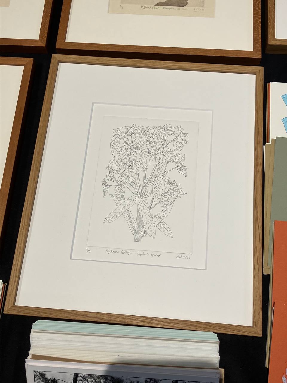 Euphorbia lathyris - Euphorbe à feuilles décussées. Taille-douce sur cuivre. AP 2024