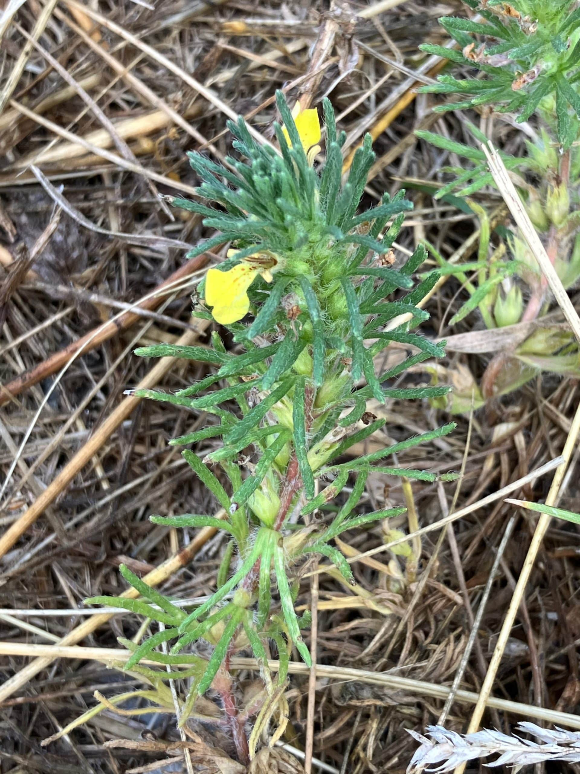 Ajuga chamaepitys - Bugle jaune. AP 2025