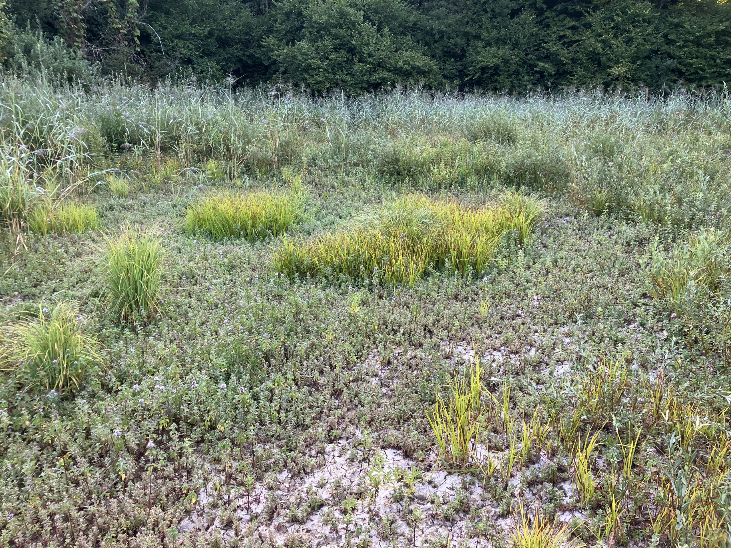 Station de Teucrium scordium (germandrée d'eau). AP 2025