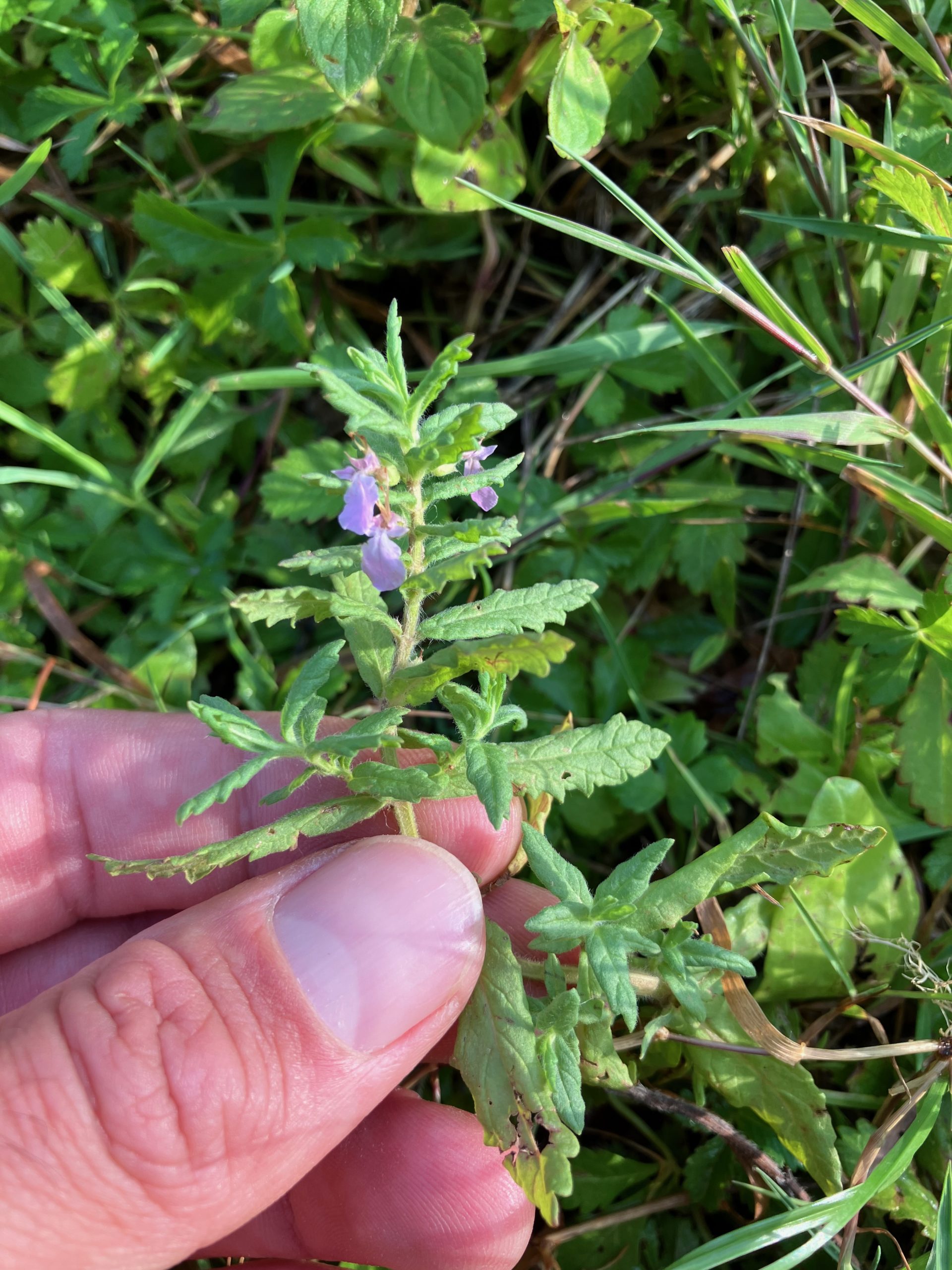 Teucrium scordium - Germandrée d'eau. AP 2025